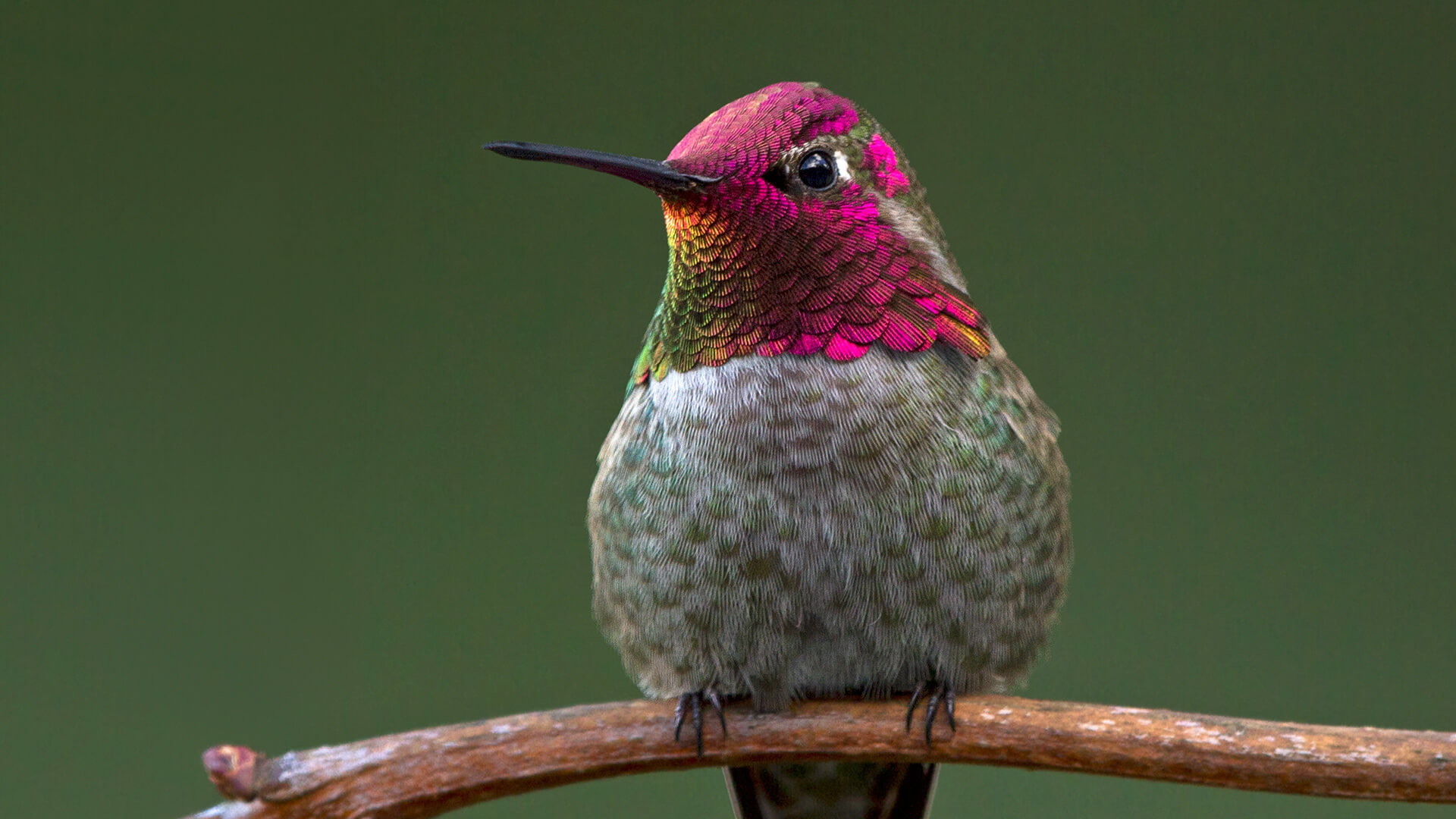 Google Hummingbird & The Keyword: What You Need To Know To Stay ...