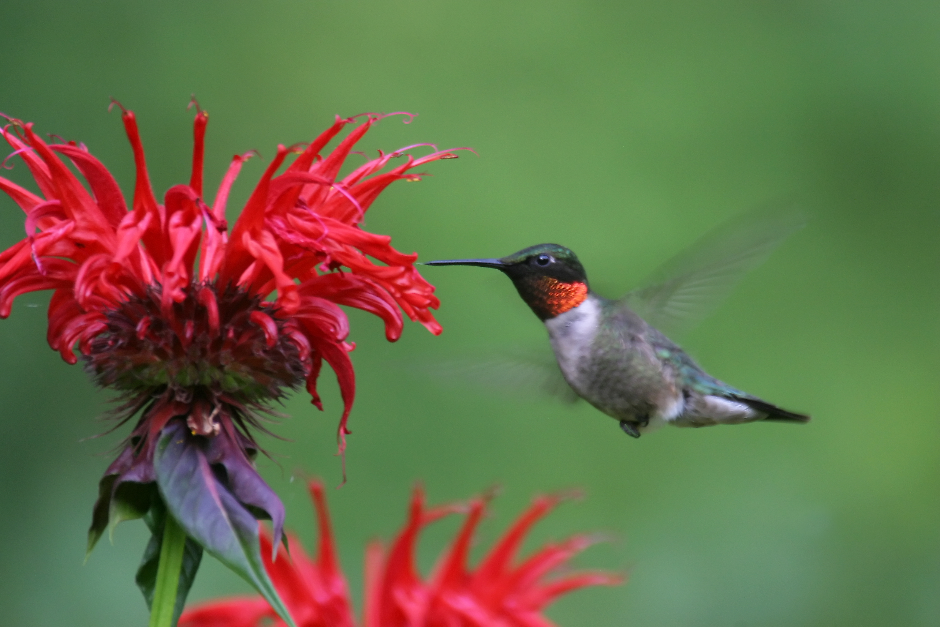 Interesting Facts about the Ruby Throated Hummingbird - Hummingbirds ...