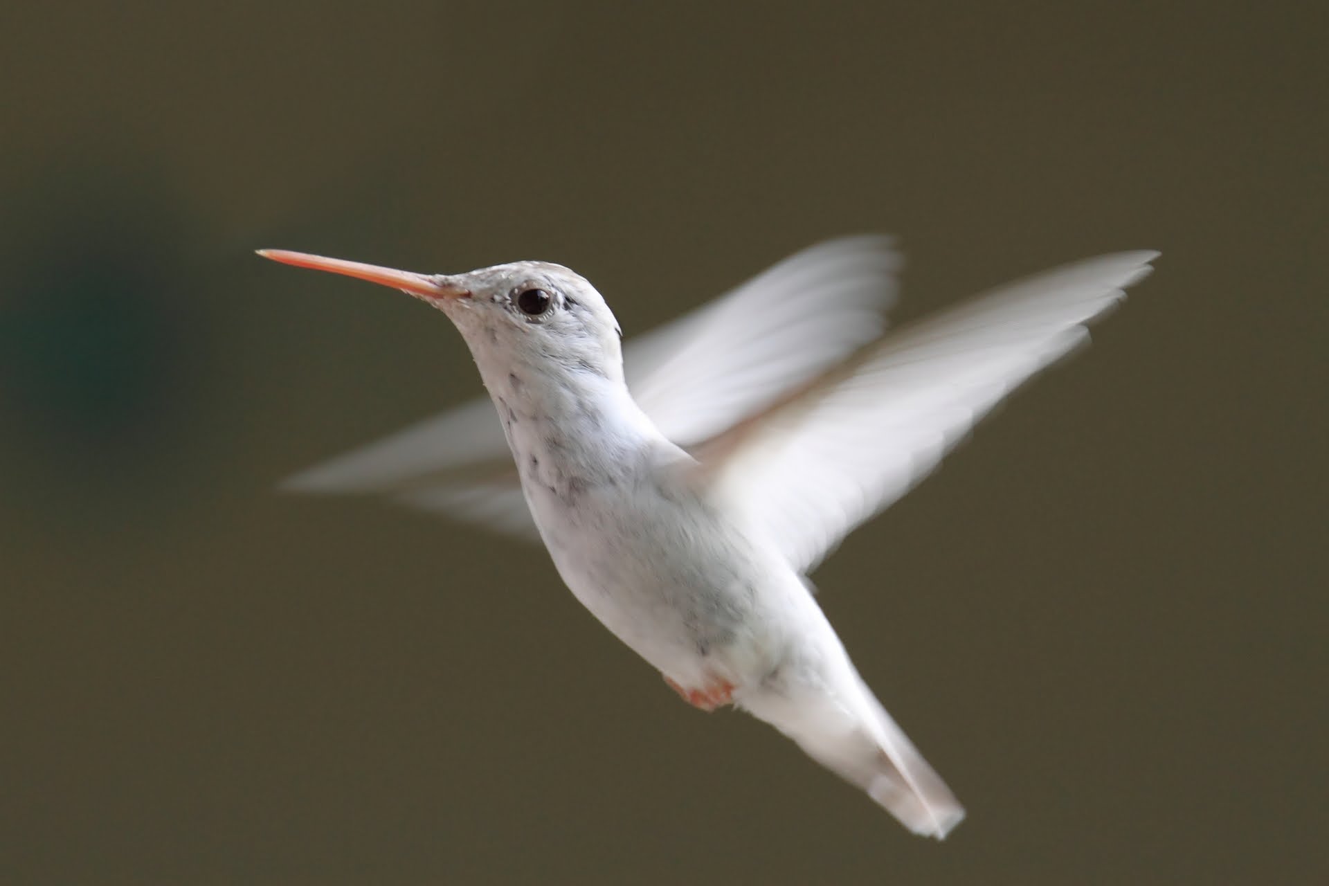 Hummingbirds Ultra Slow Motion - Amazing Facts, Full HD - YouTube