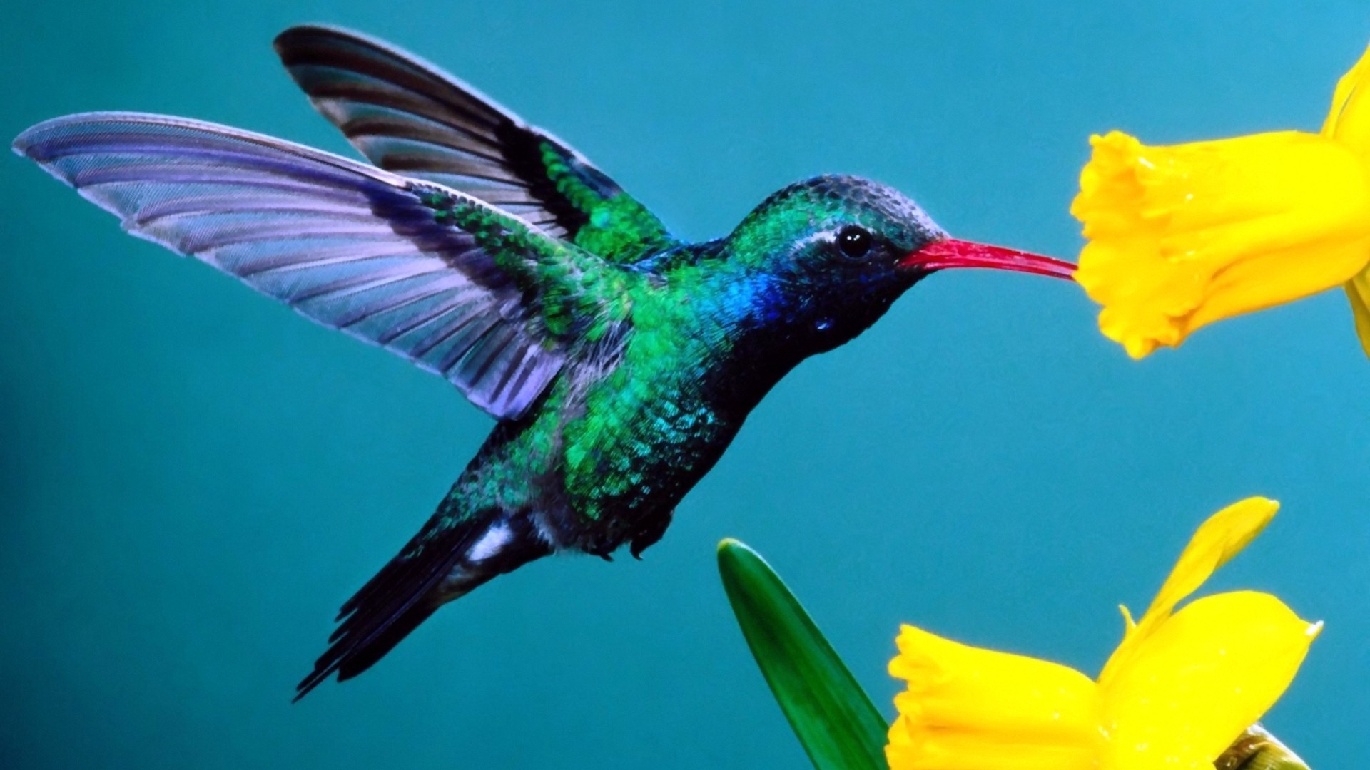 Hummingbird photo