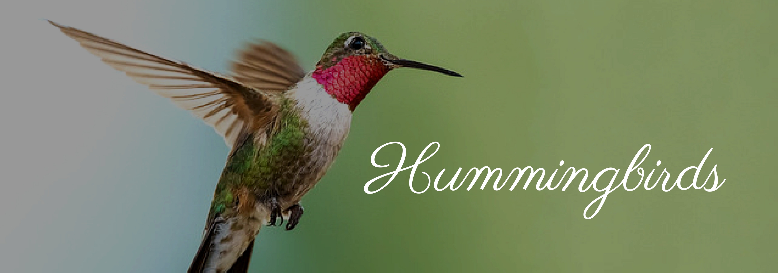 Hummingbirds – Catamount Institute