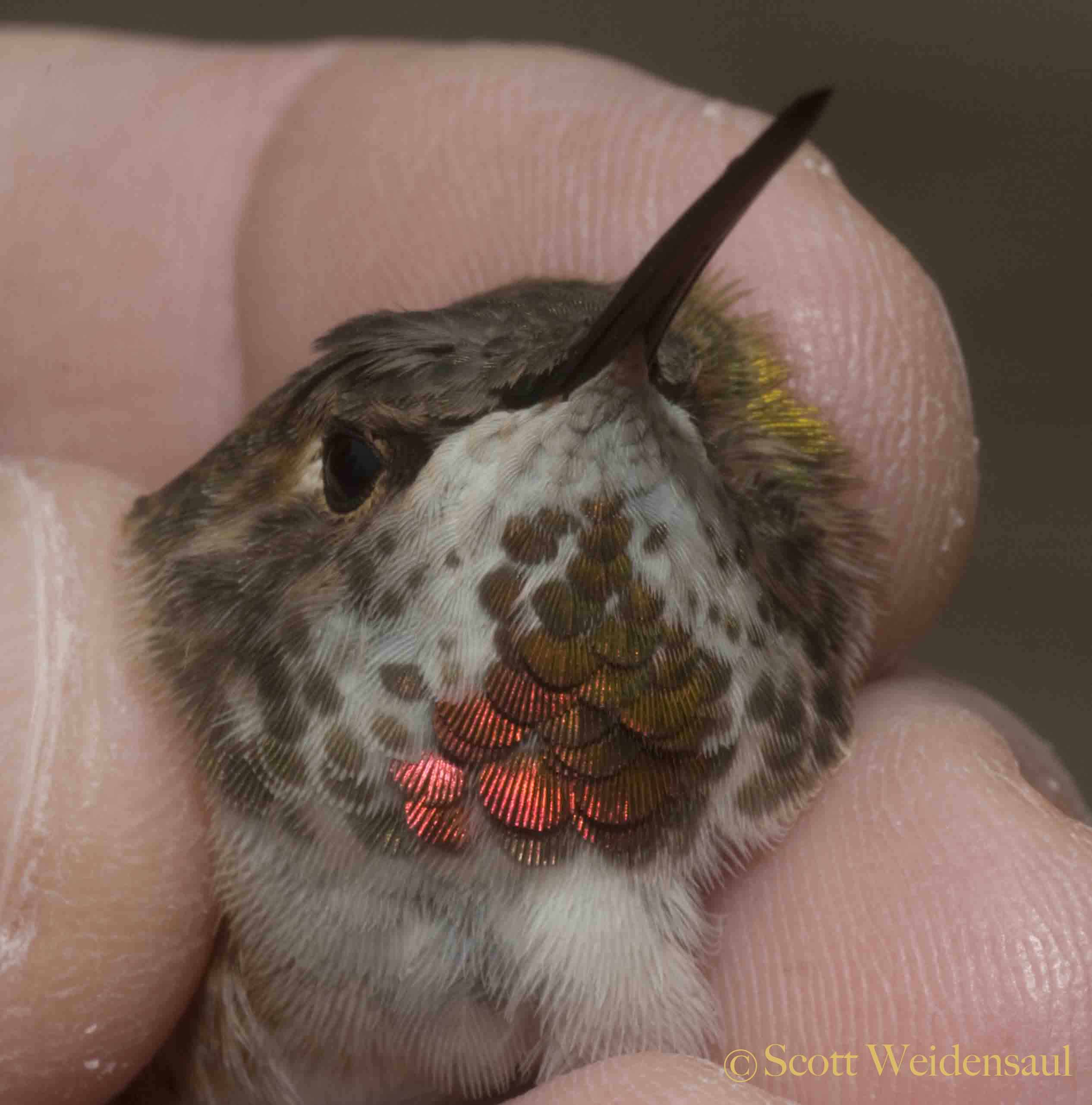 Hummingbirds - Scott Weidensaul