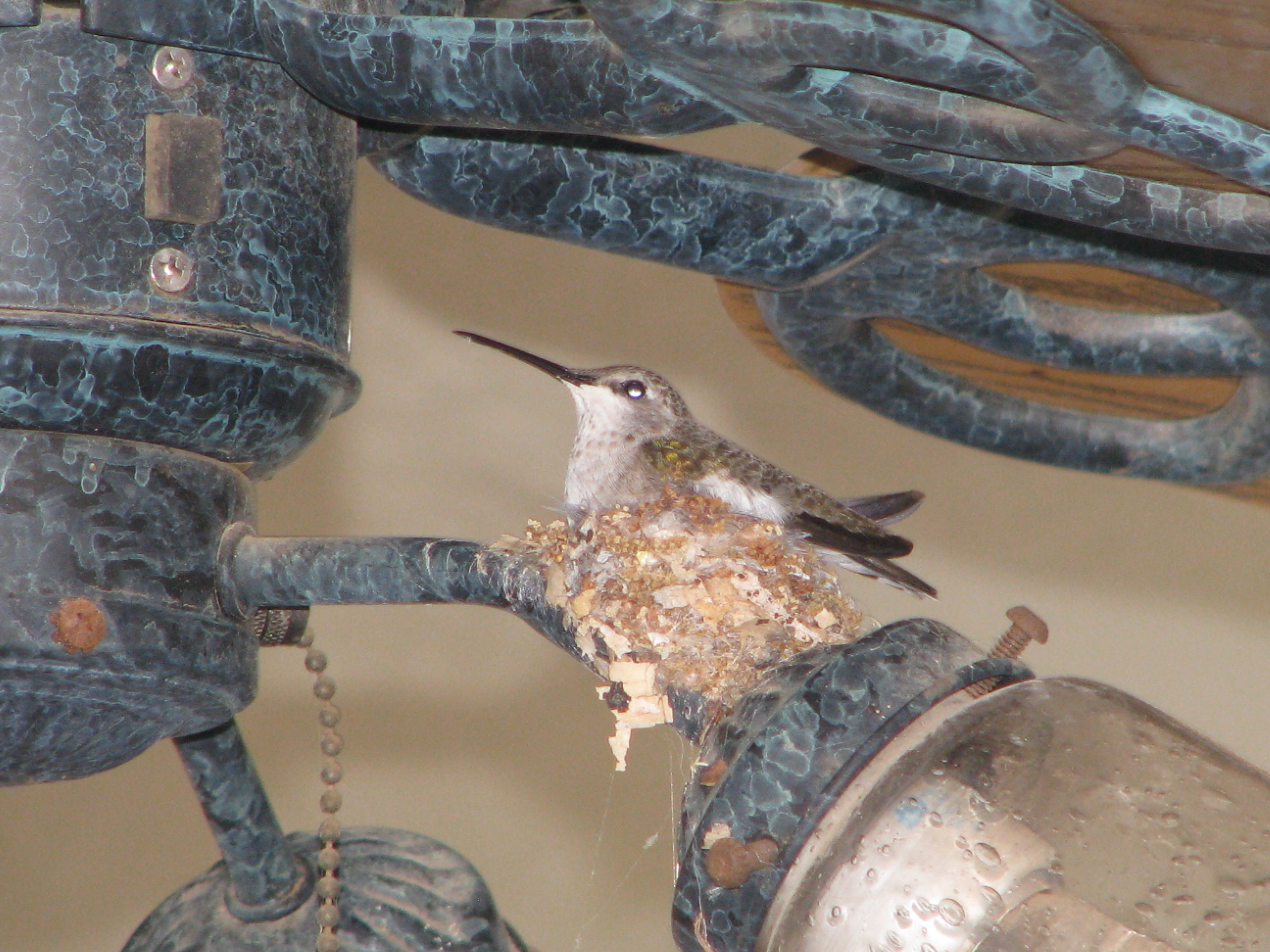 Hummingbird, Animal, Bird, Brown, Small, HQ Photo