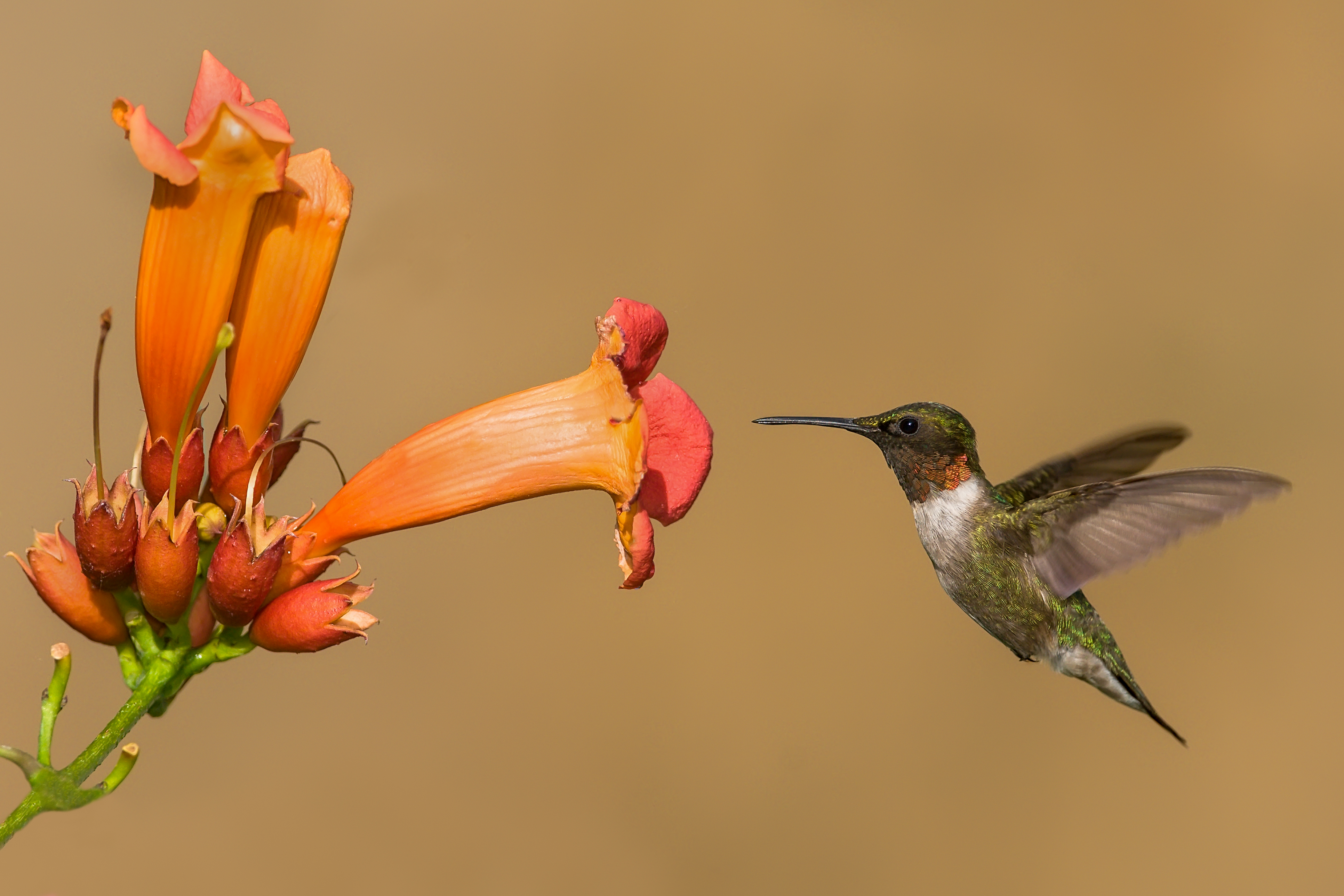 Hummingbirds – Mike Lentz Nature Photography