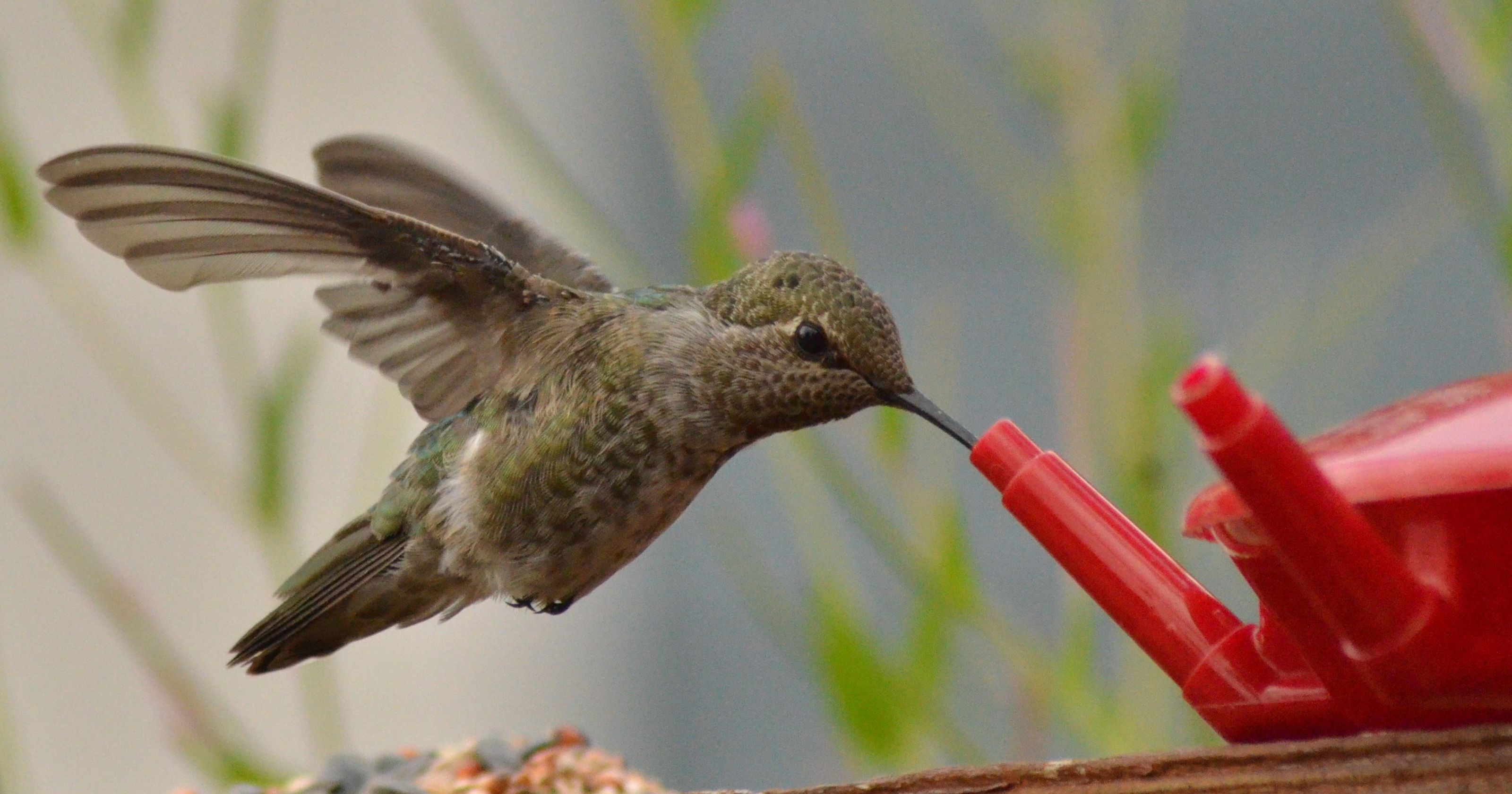 Taking the 'hmmm' out of hummingbird feeders