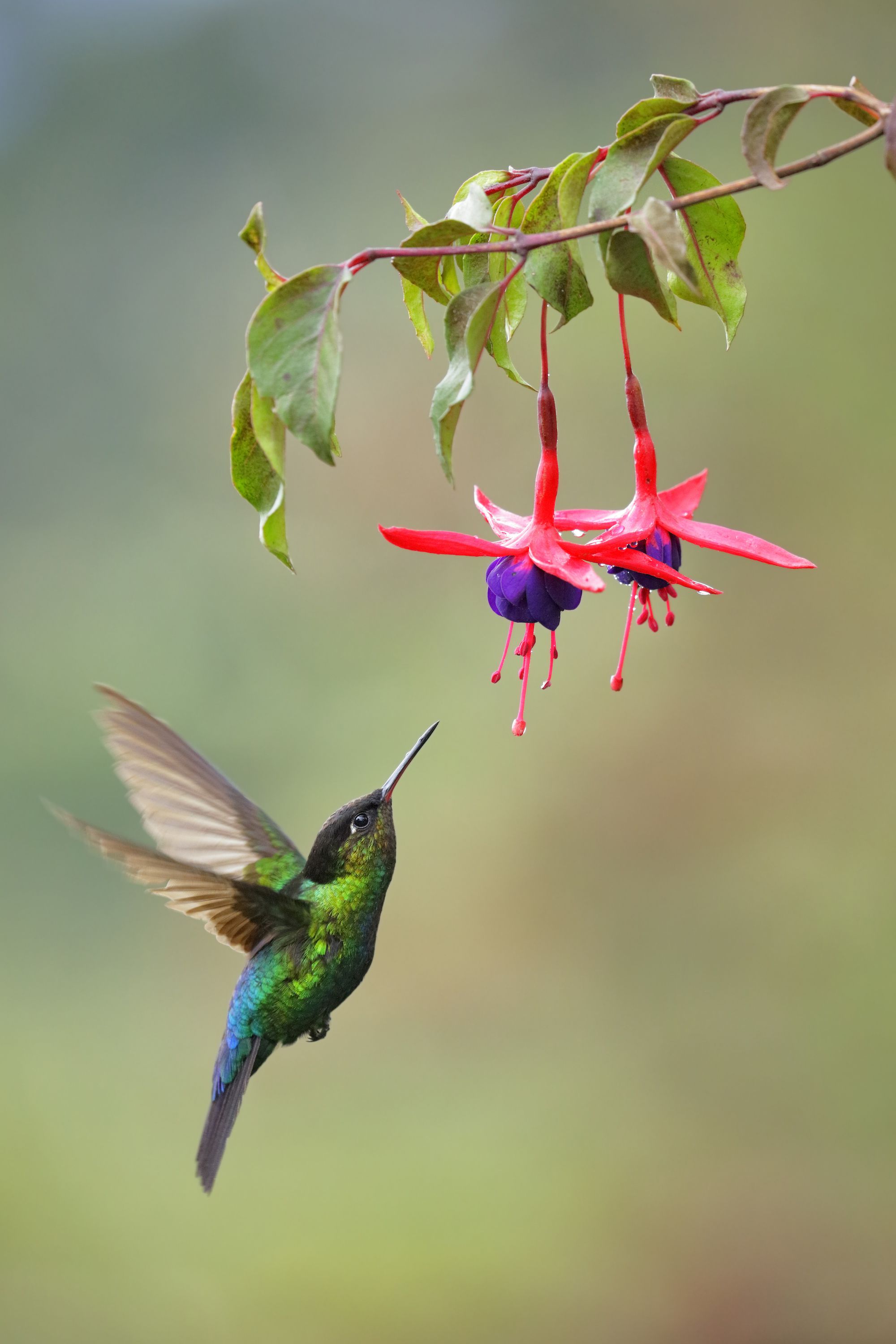 15 Hummingbirds Facts - How to Attract Hummingbirds