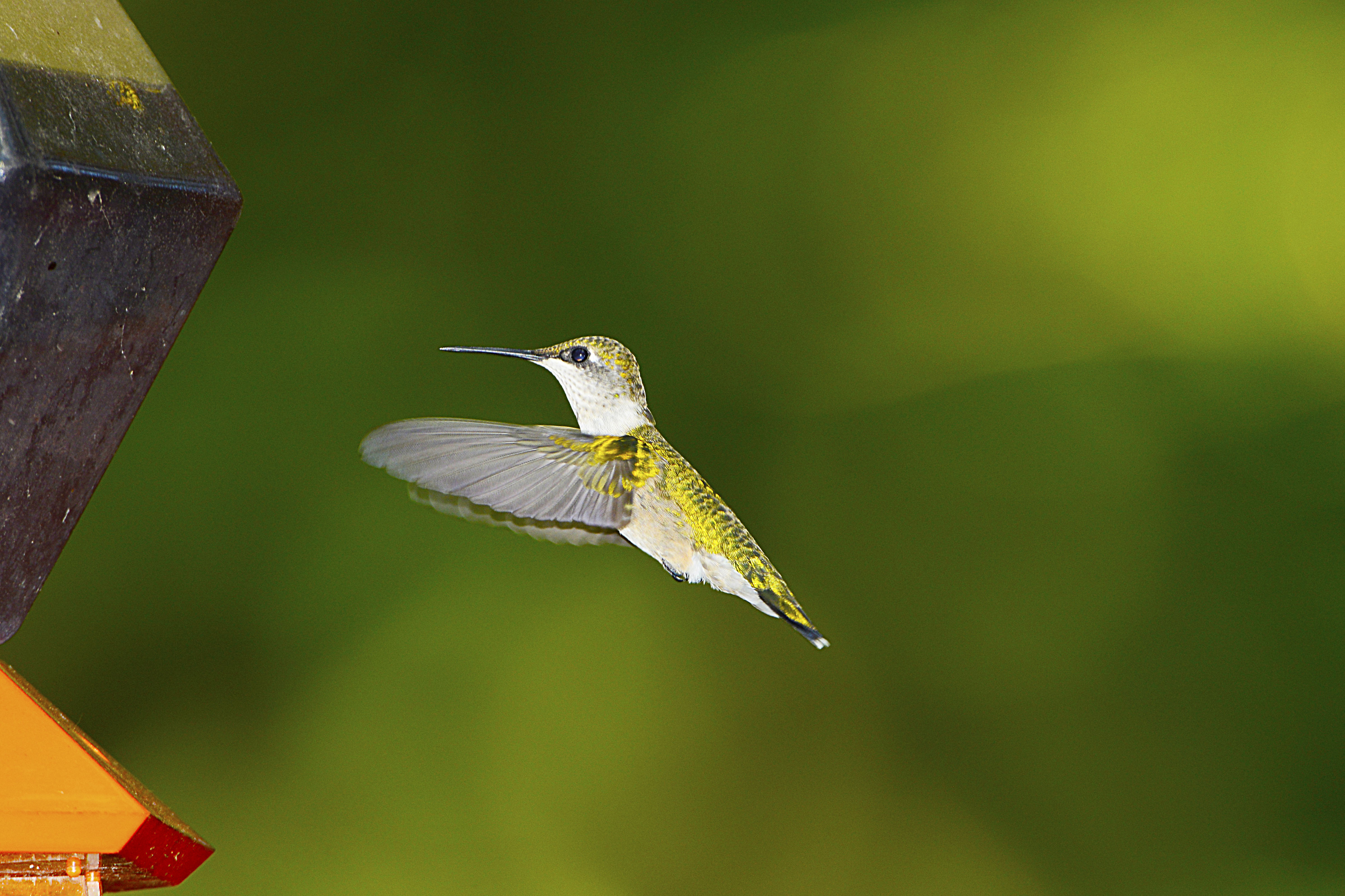 Hummingbird Species Can Fly 1,200 Miles Without Stopping | Time