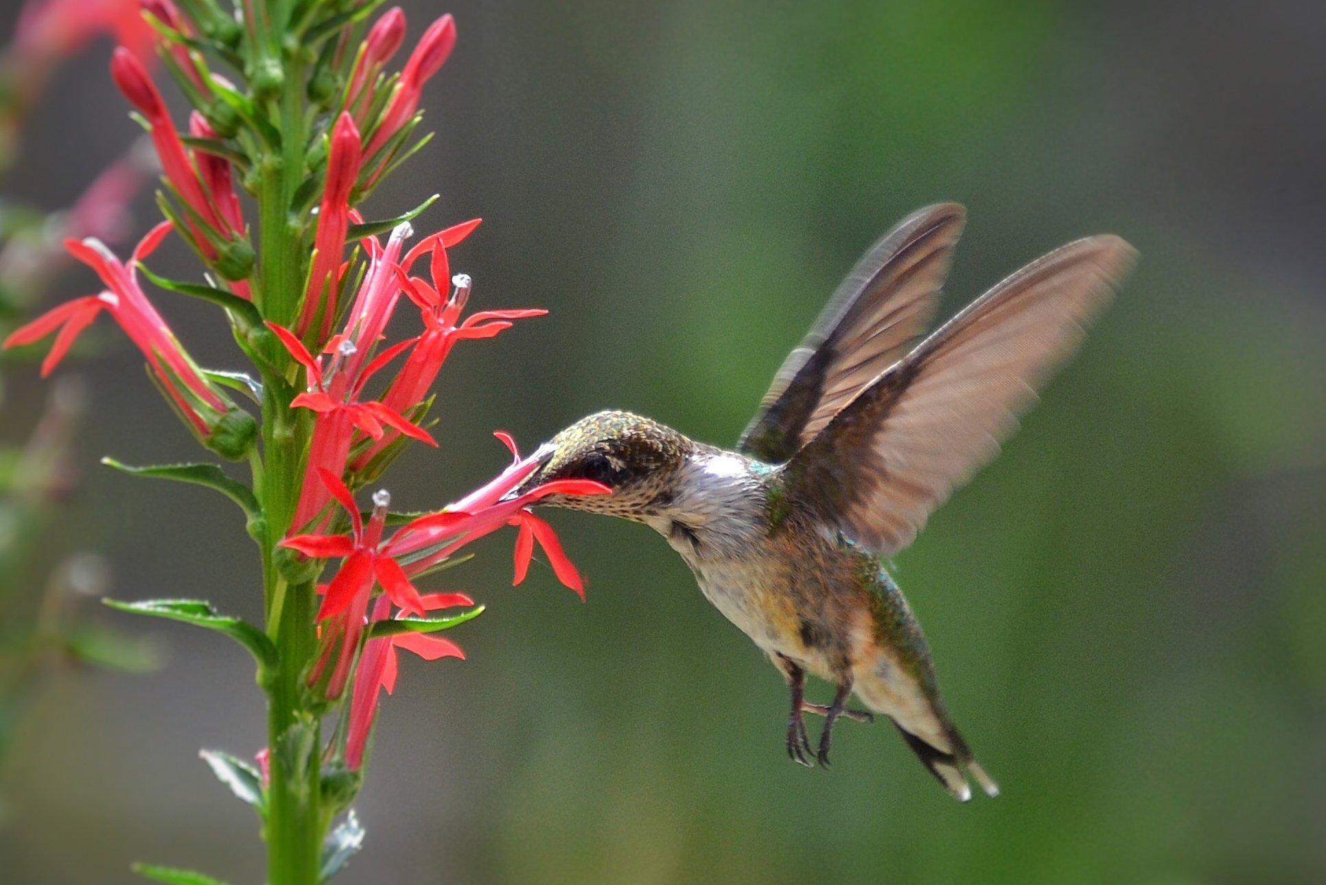 August is hummingbird season - Daily Southtown