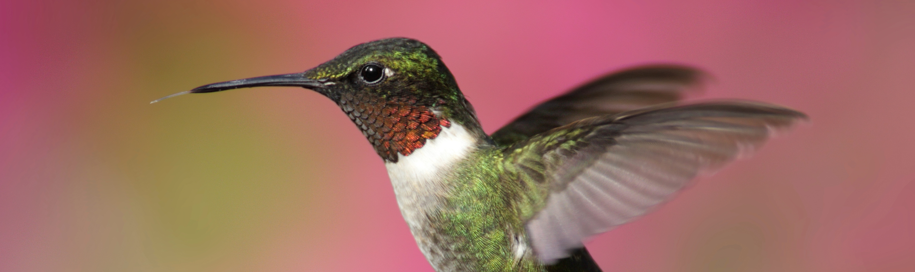 Ruby-Throated Hummingbird (Archilochus colubris) | Rainforest Alliance