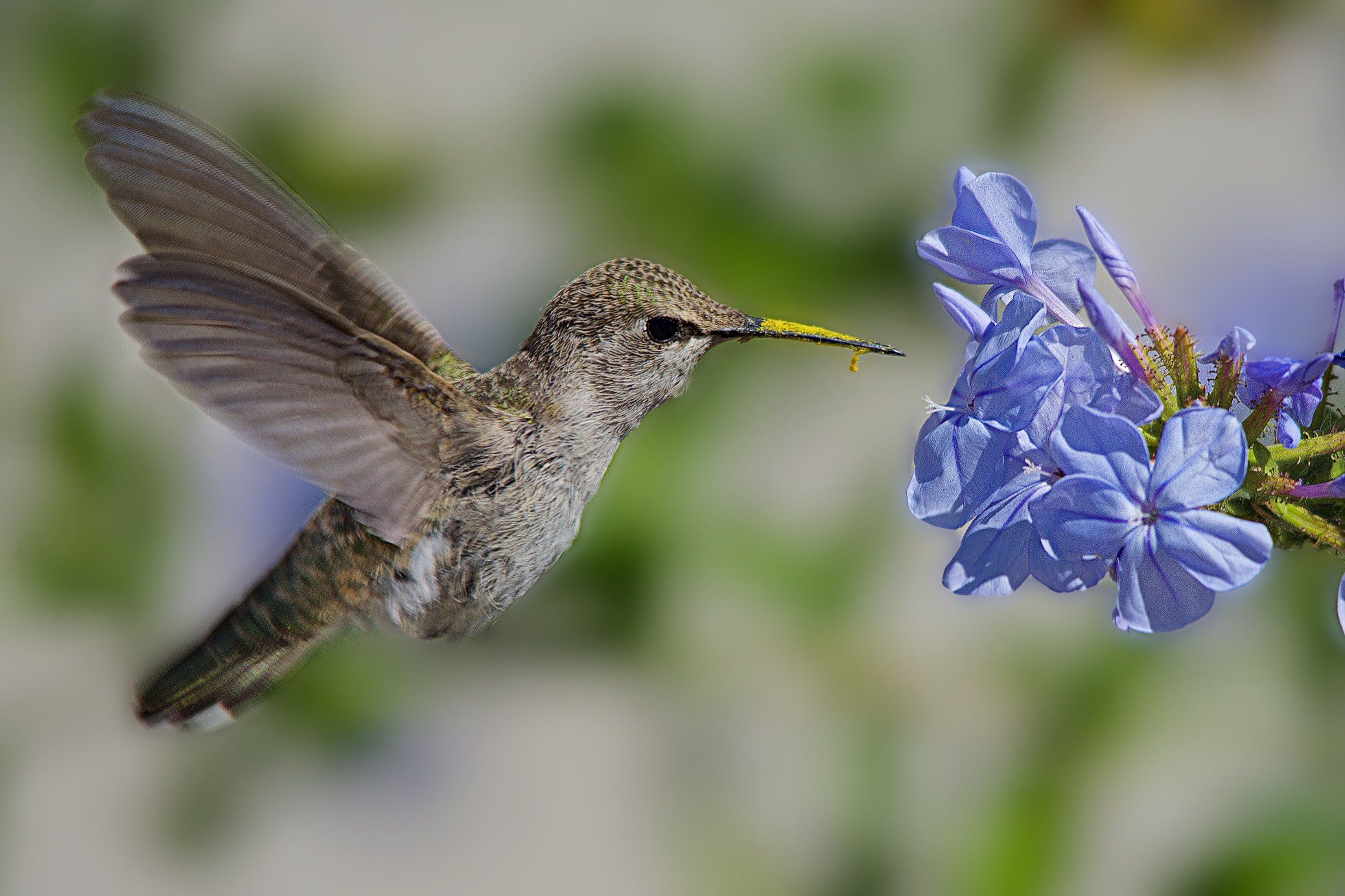 Hummingbird Habitats - Ideal Areas and Conservation