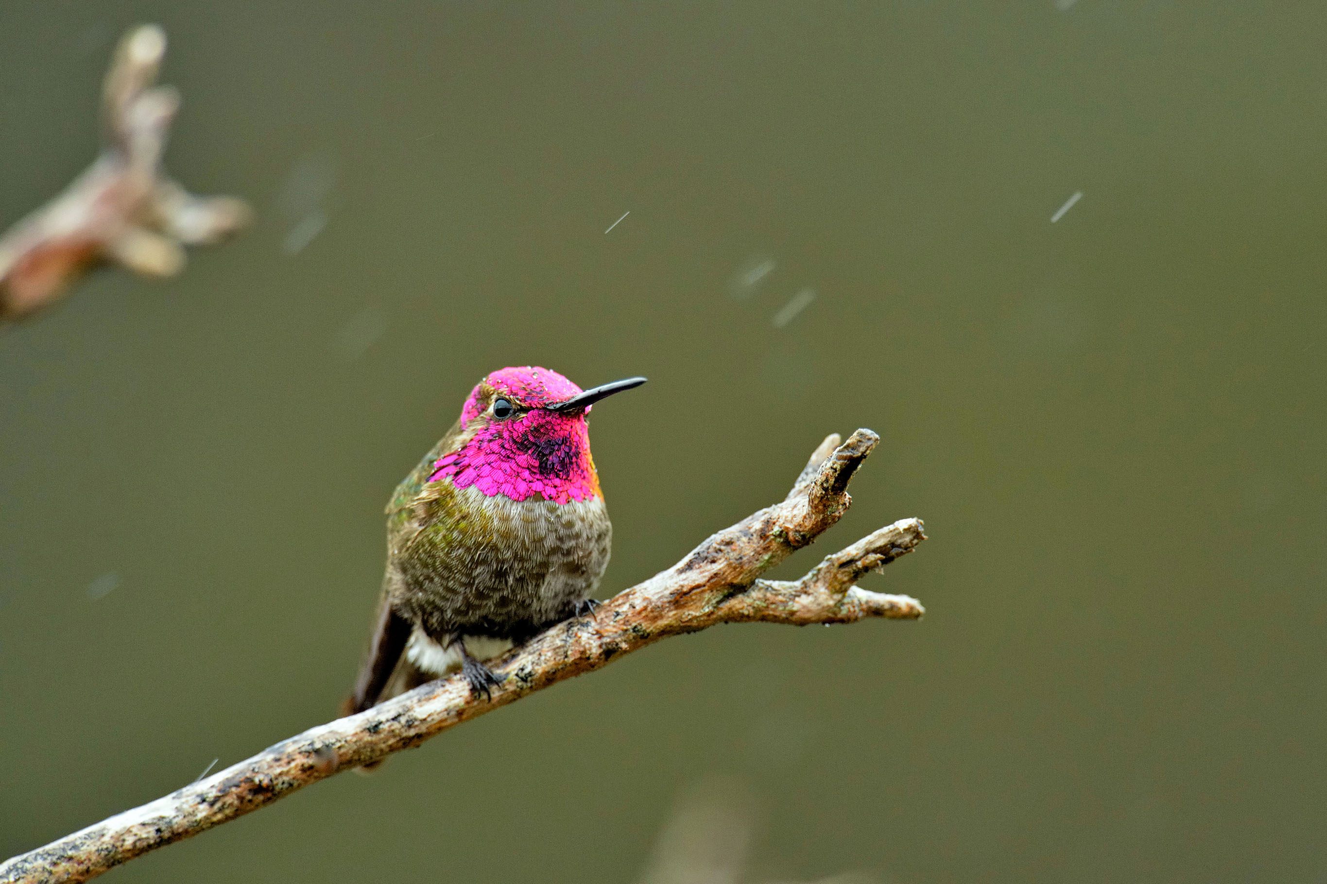 How the World's Smallest Birds Survive the Winter