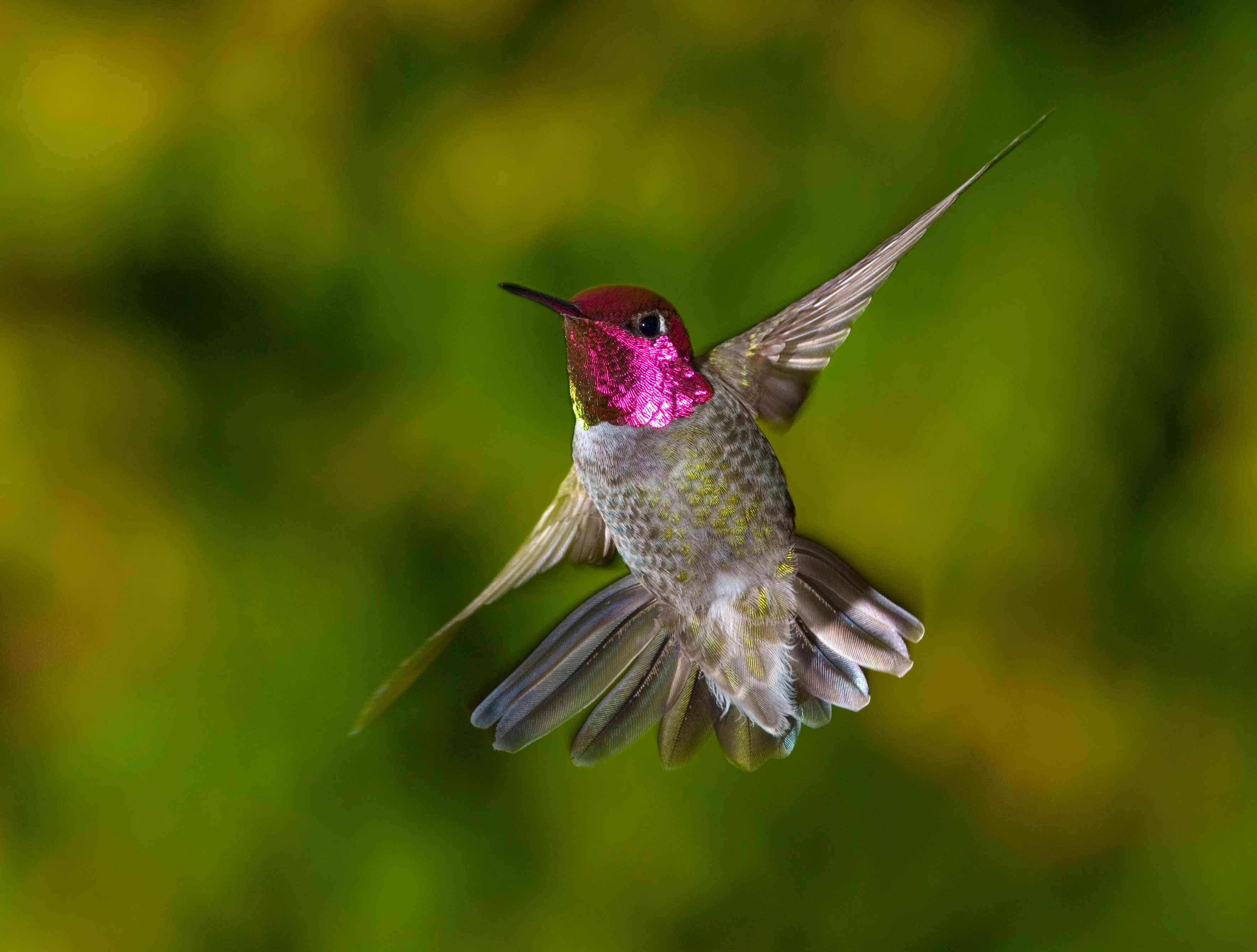 Hummingbird Symbolism; A message - Spirit Animal Totems