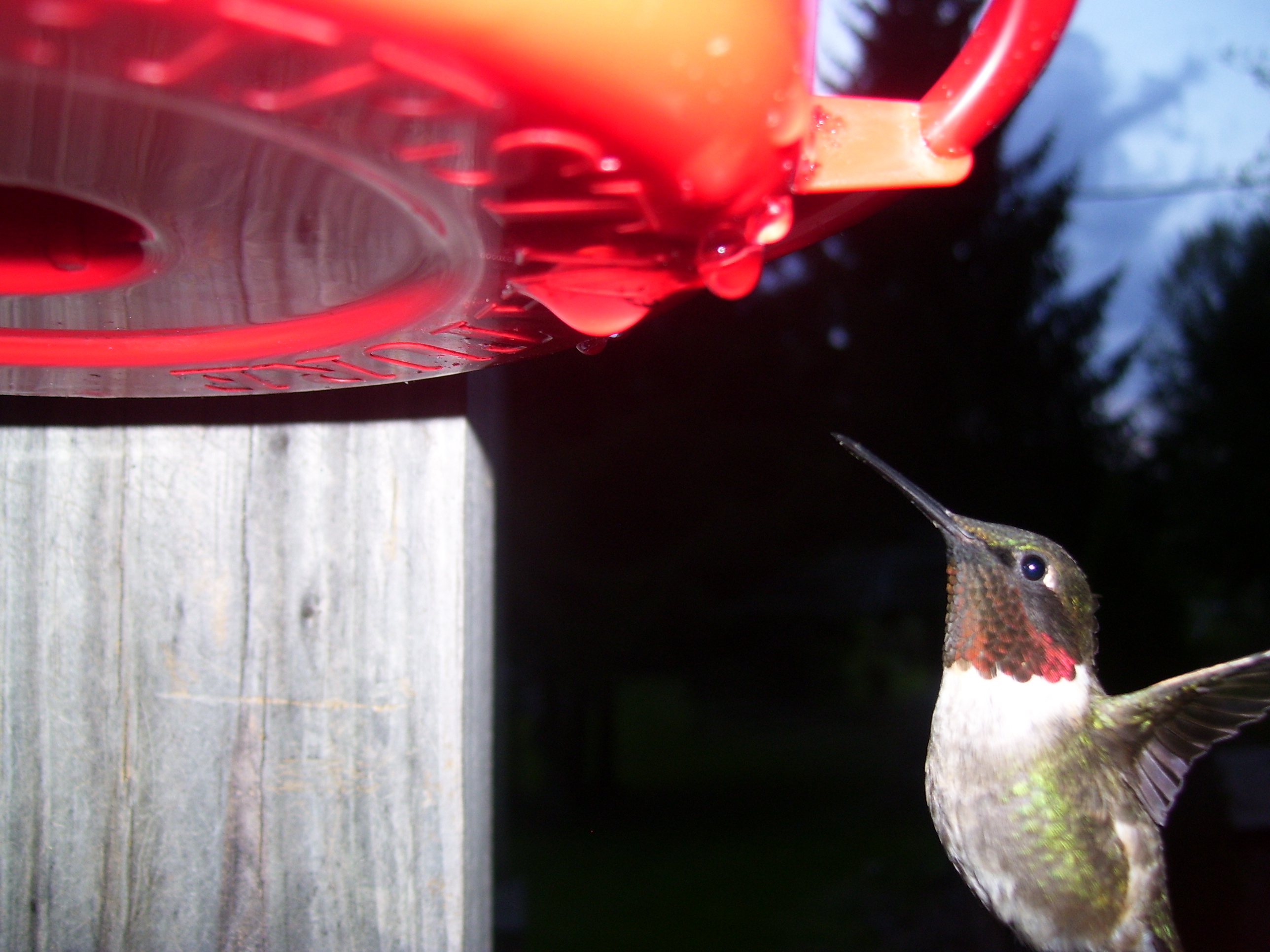 Hummingbird, Eat, Feathers, Feed, Fly, HQ Photo
