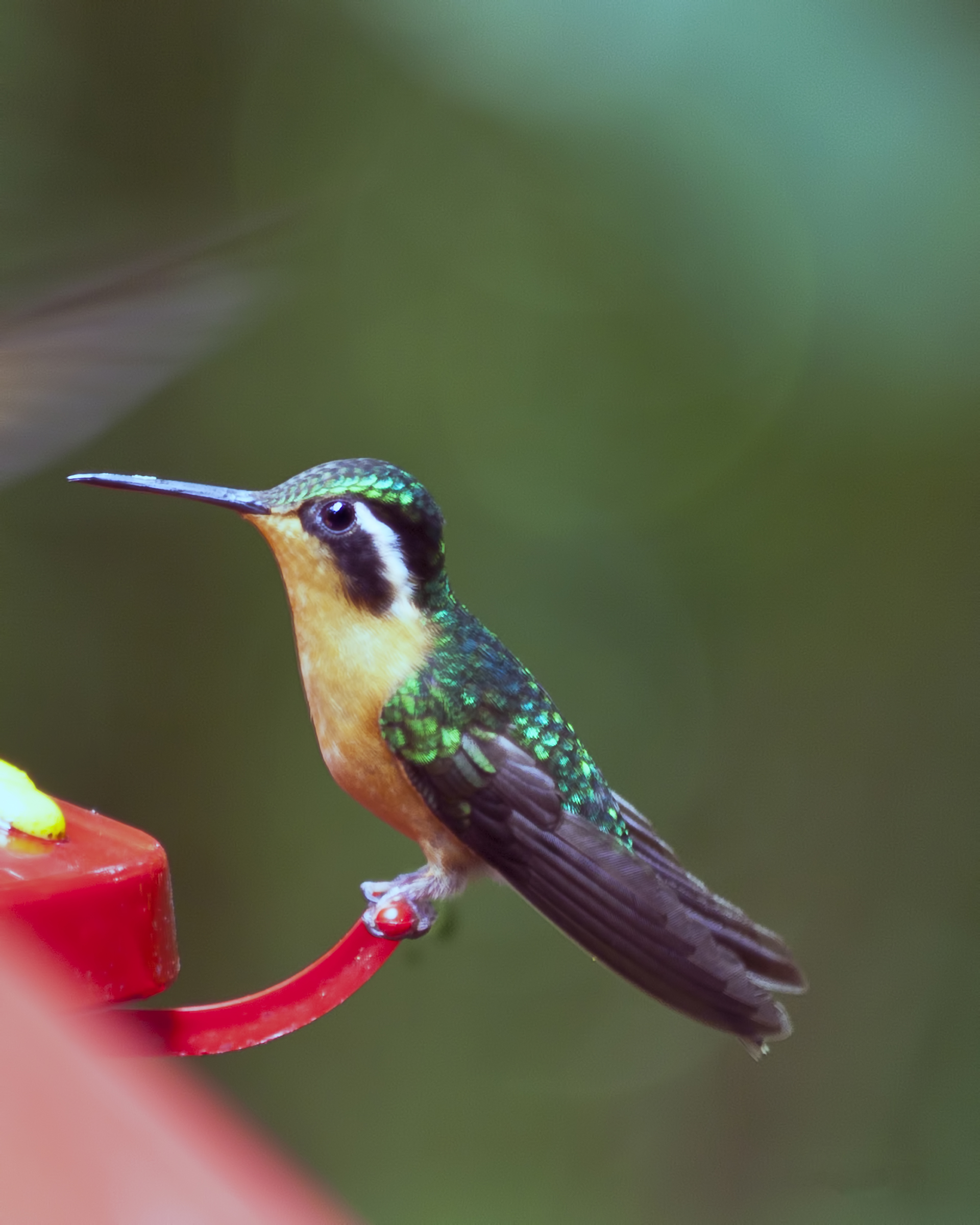 Hummingbird, America, Relationship, Life, Nature, HQ Photo