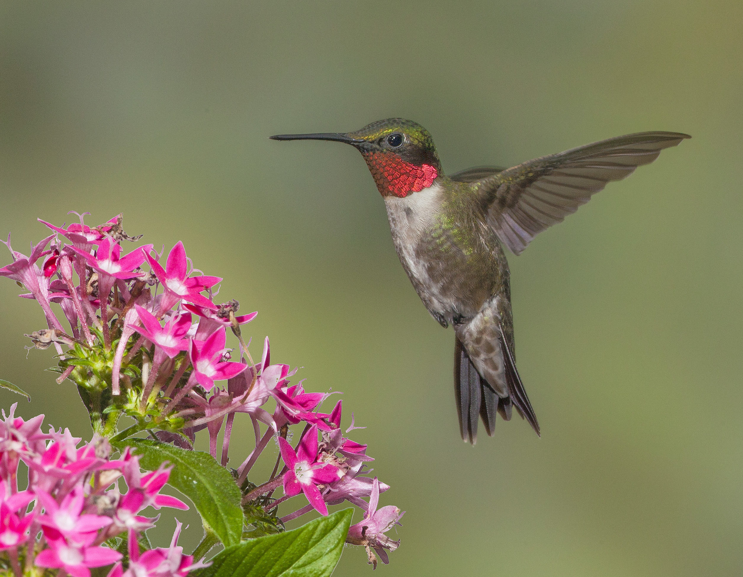 These hummingbirds weigh less than a nickel, migrate 1,000s of miles ...