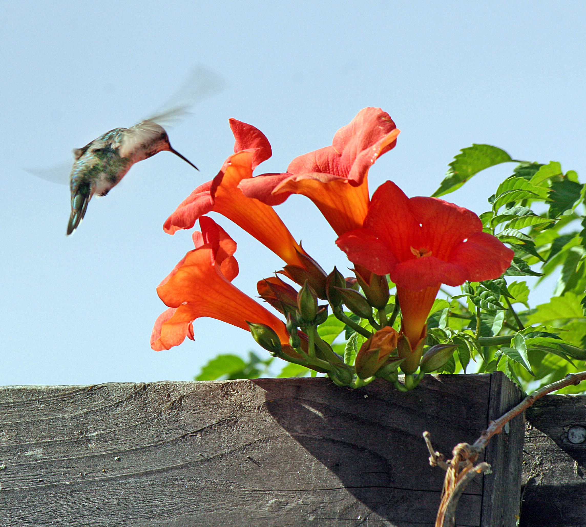 Hummingbird & trumpet flowers photo