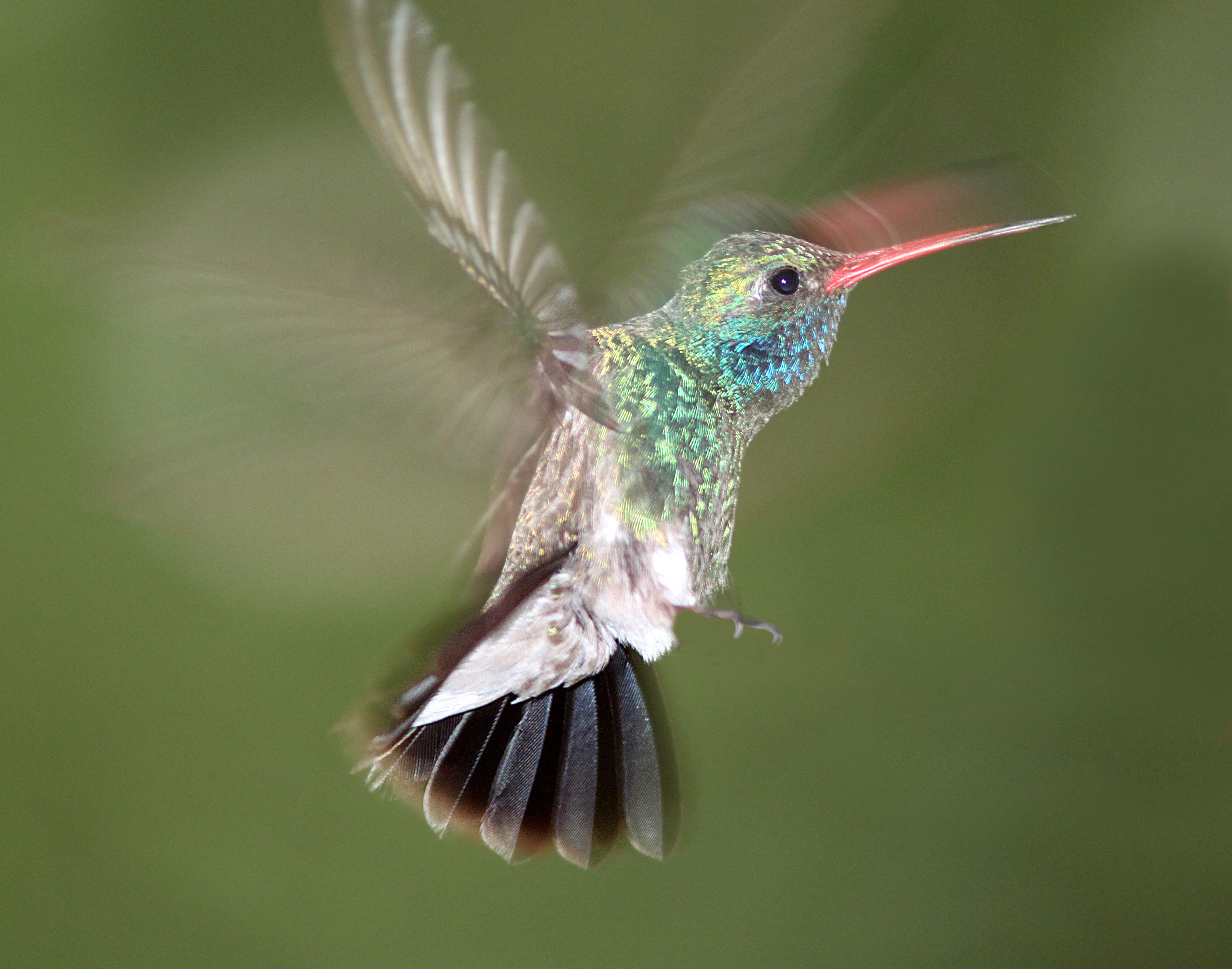 Hummingbird, broad-billed (7-19-10) male, yard, patagonia, az -02 photo