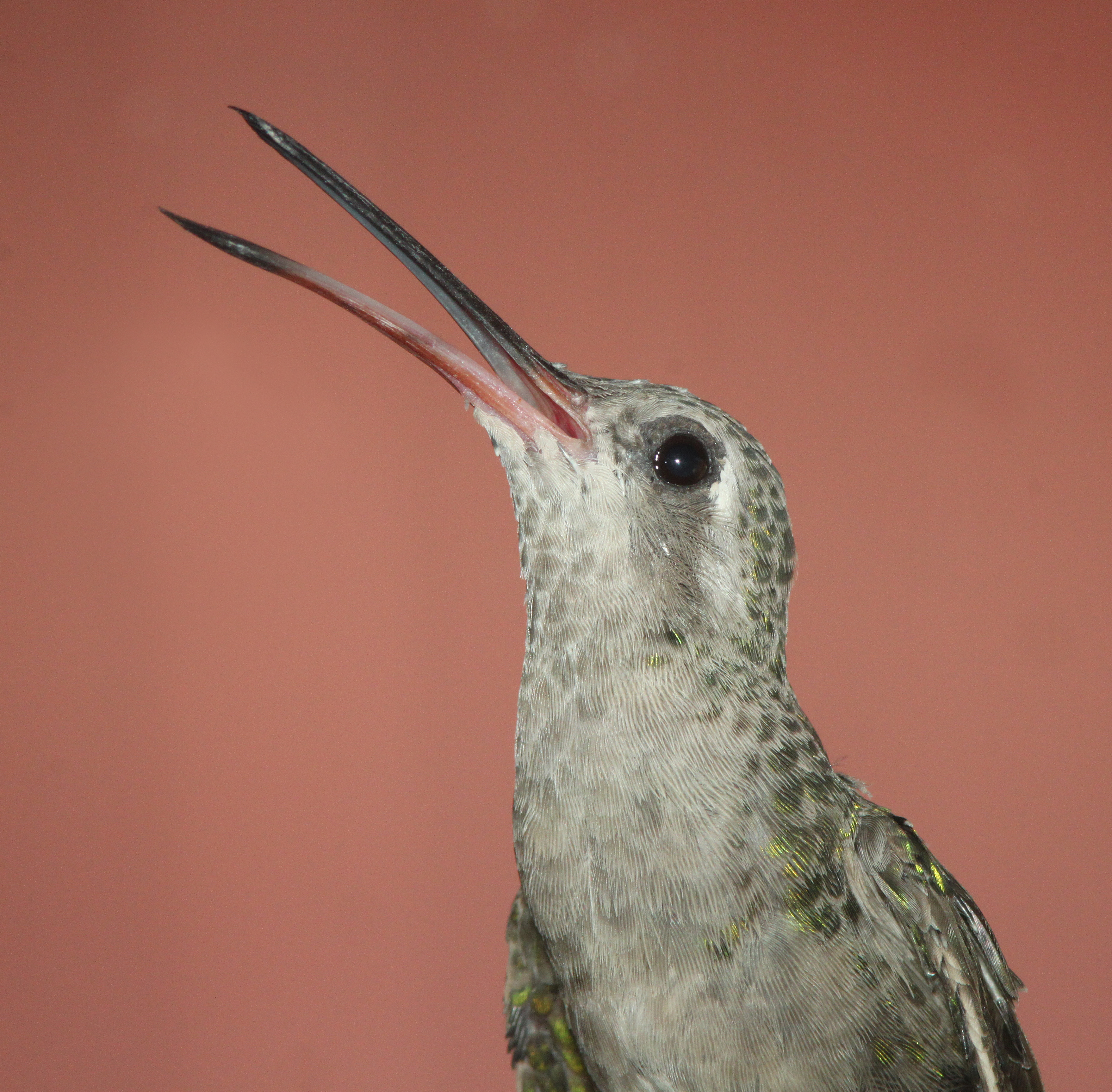Hummingbird, broad-billed (7-3-11) 78 circulo montana, patagonia lake ranch estates, scc, az -01 photo