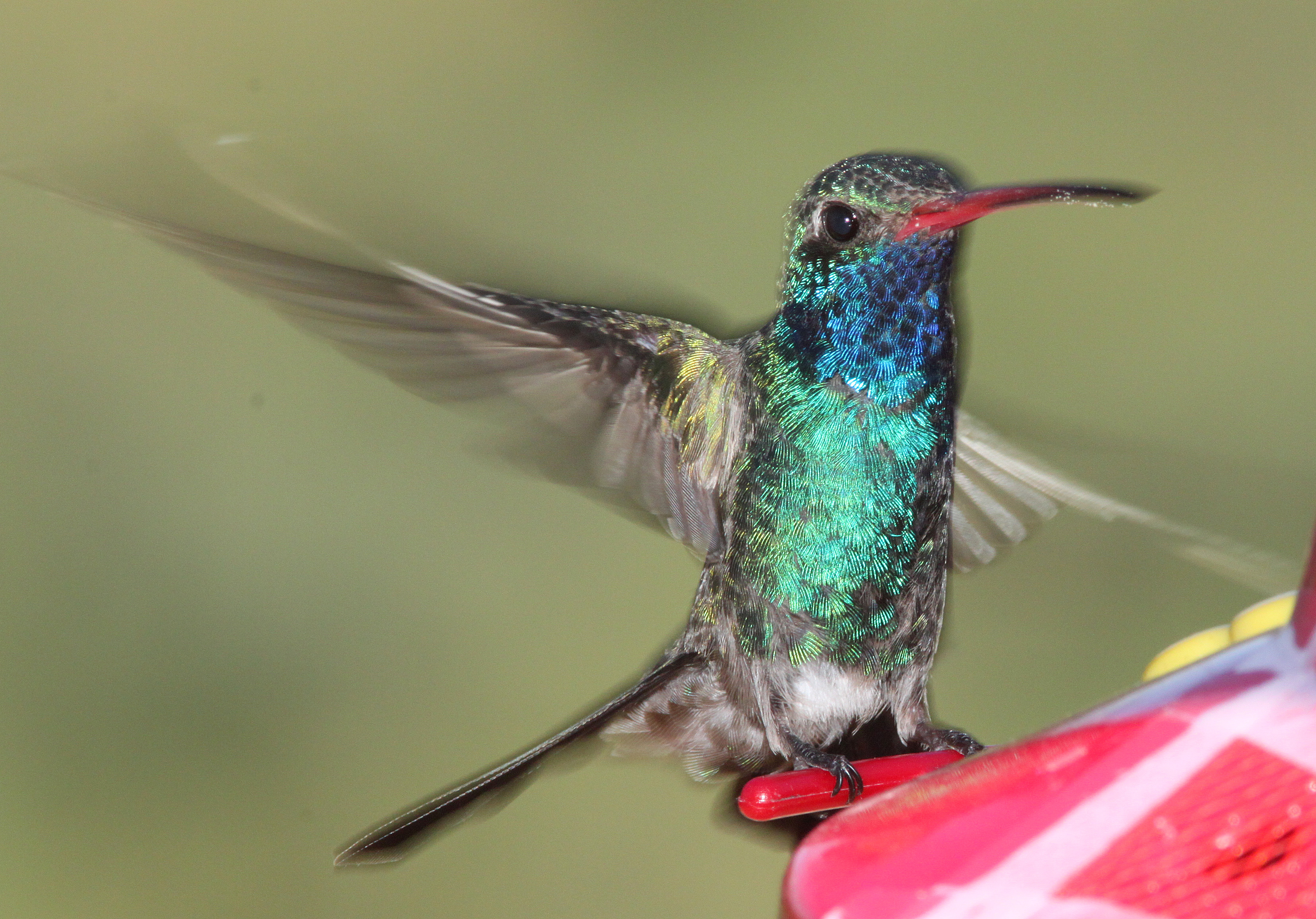 Hummingbird, broad-billed (8-3-10) yard, west of patagonia, scc, az -01 photo