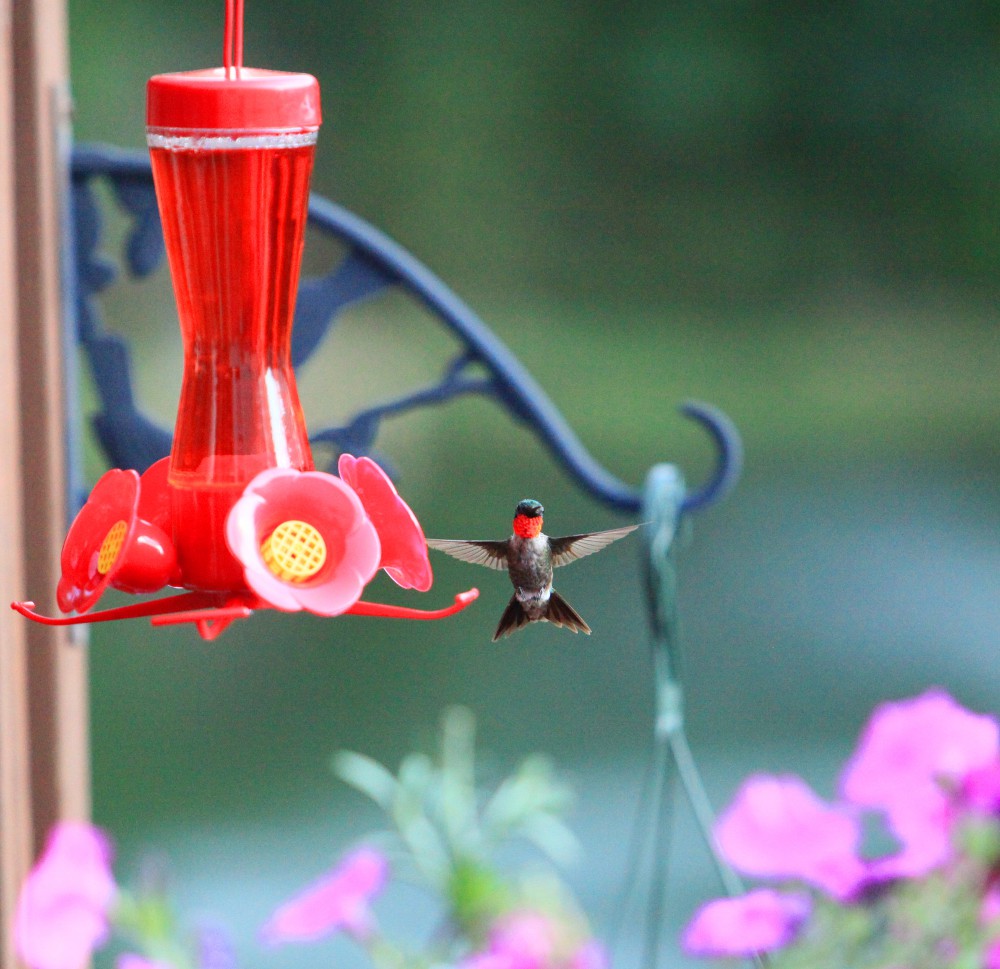 Hummingbird Cross, Bird, Humming, Hummingbird, HQ Photo