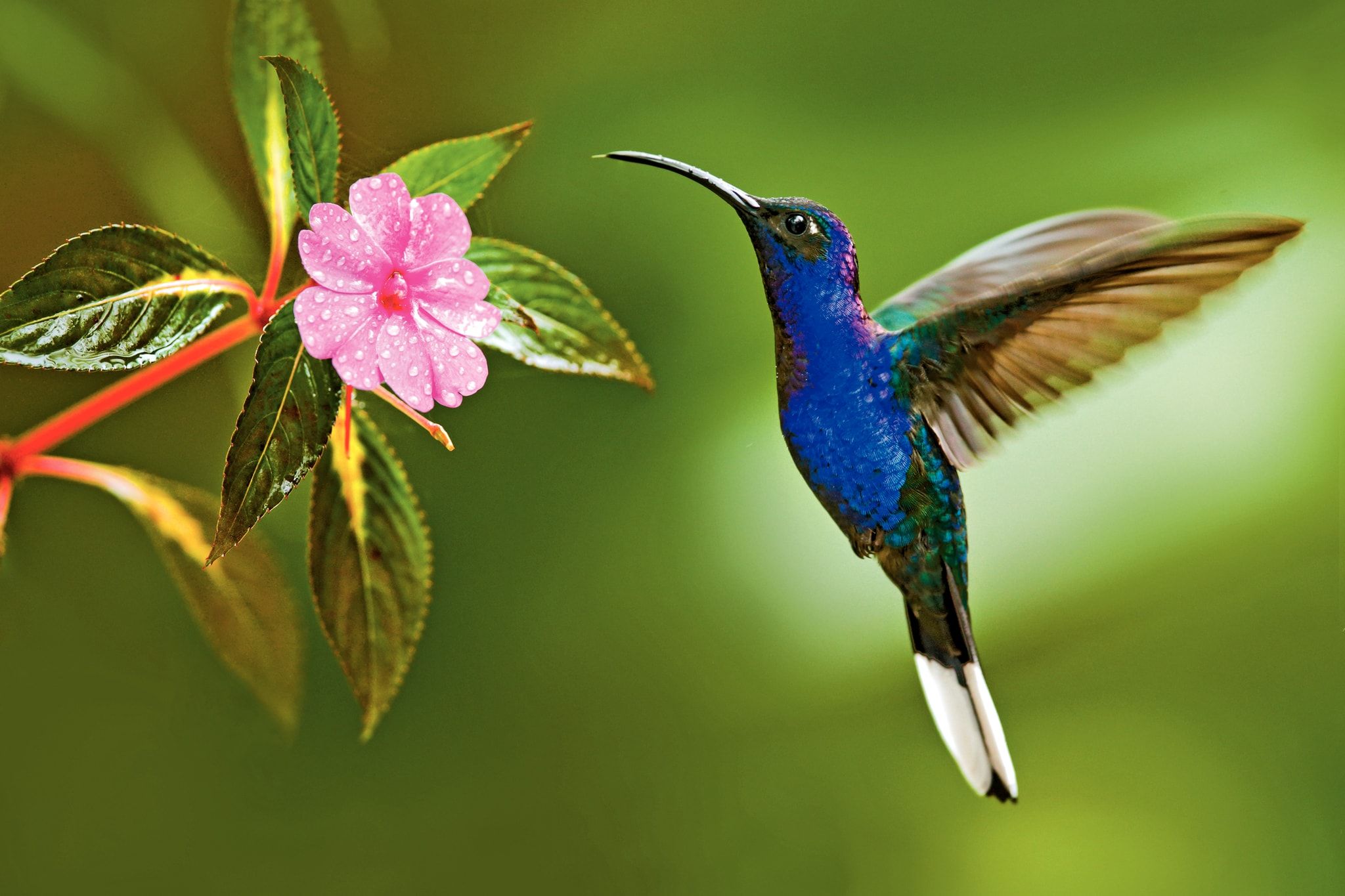 Tobago Destination Resort Photos | Hummingbird, Eye and Bird