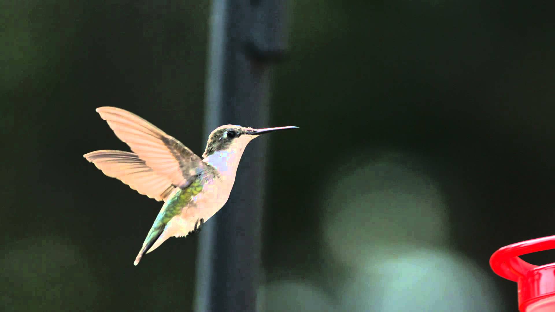 Super Slow Motion Hummingbird HD Flight Video Hovering at Bird ...