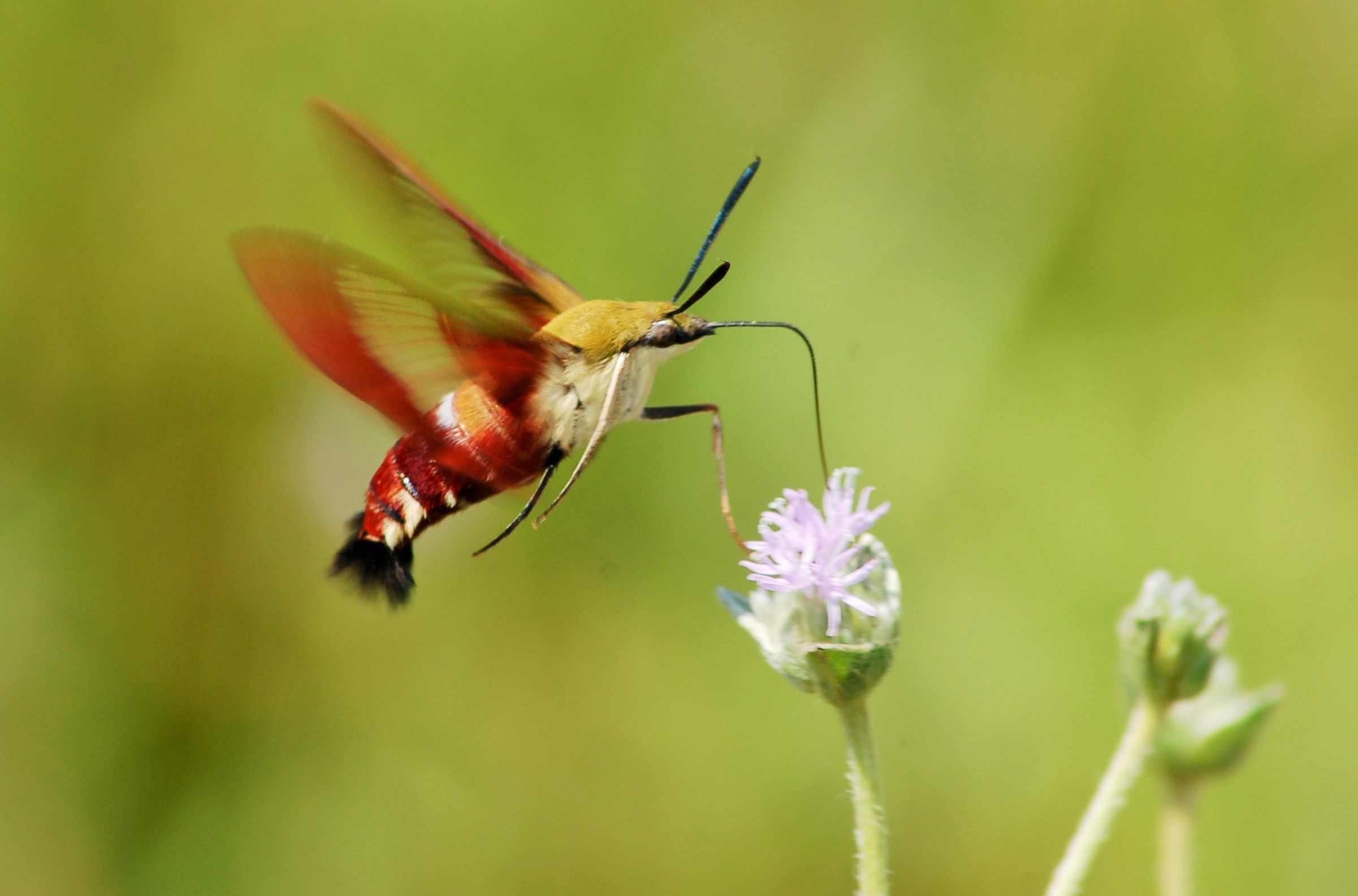 Hummingbird Moth (Hemaris thysbe) by Jackson Mosley | Florida State ...