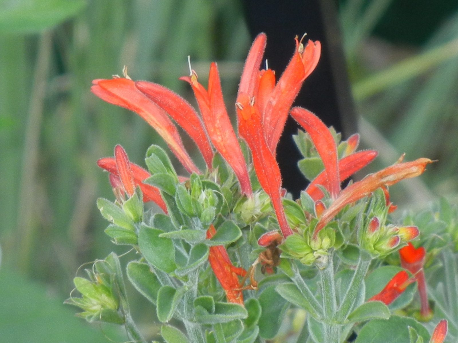 Hummingbird Plant Care ? How To Grow Dicliptera Hummingbird Plant