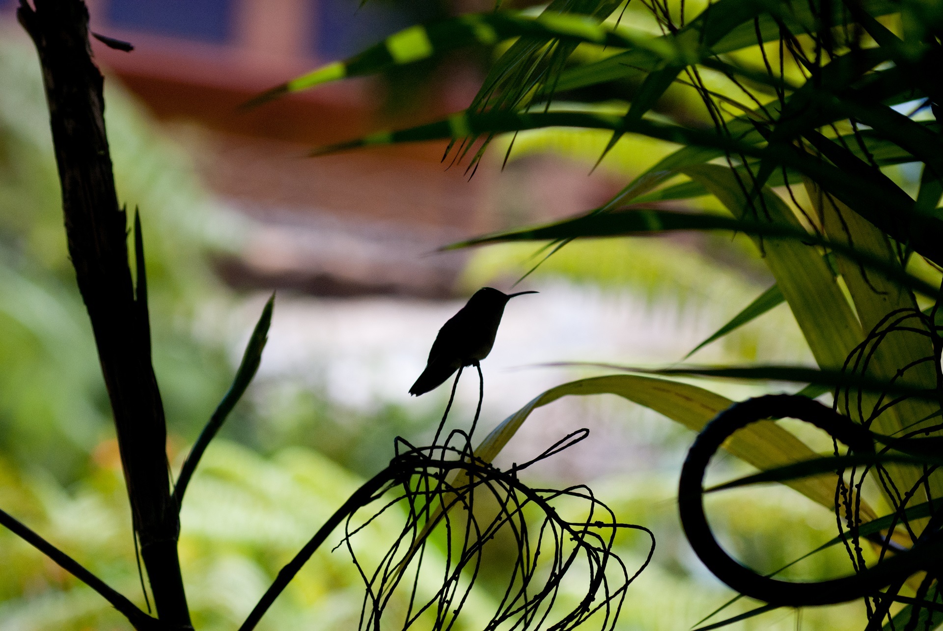 Hummingbird on the branch photo