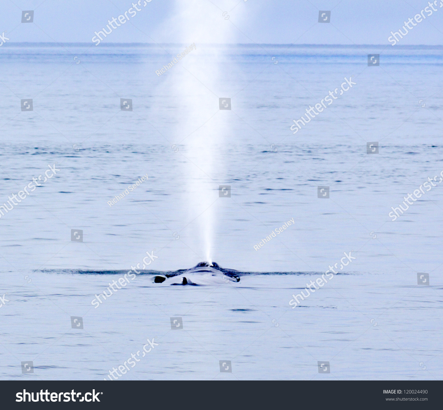 Humpback Geyser Humpback Whale Spout Looks Stock Photo (Safe to Use ...