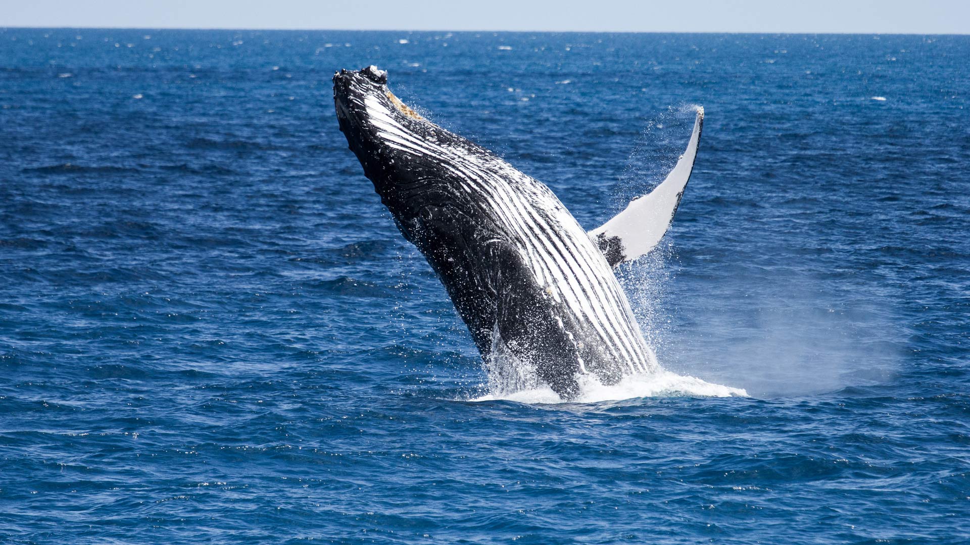 Humpback whales: New Zealand marine mammals