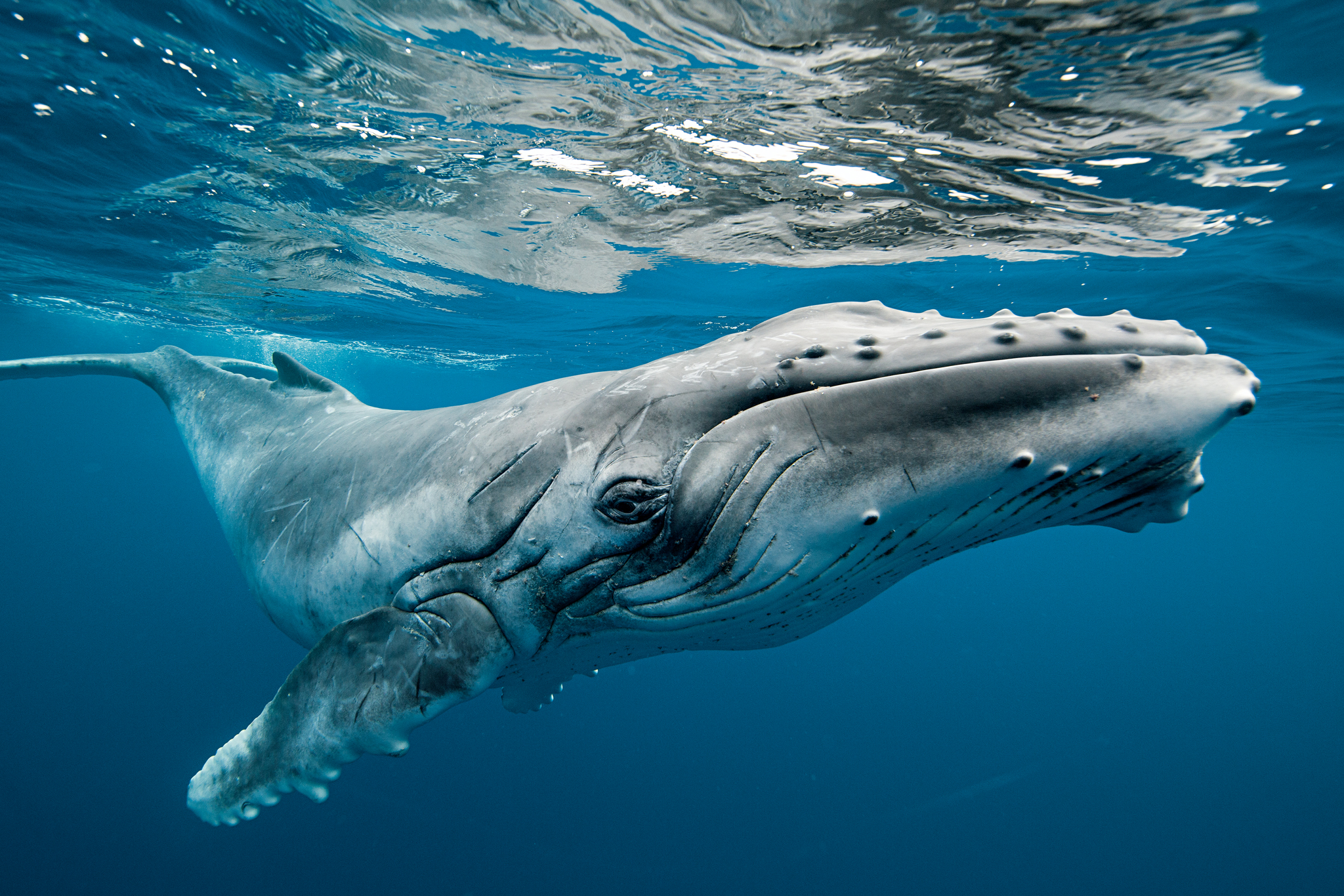 The Rare Beauty of Dozens of Migrating Humpback Whales