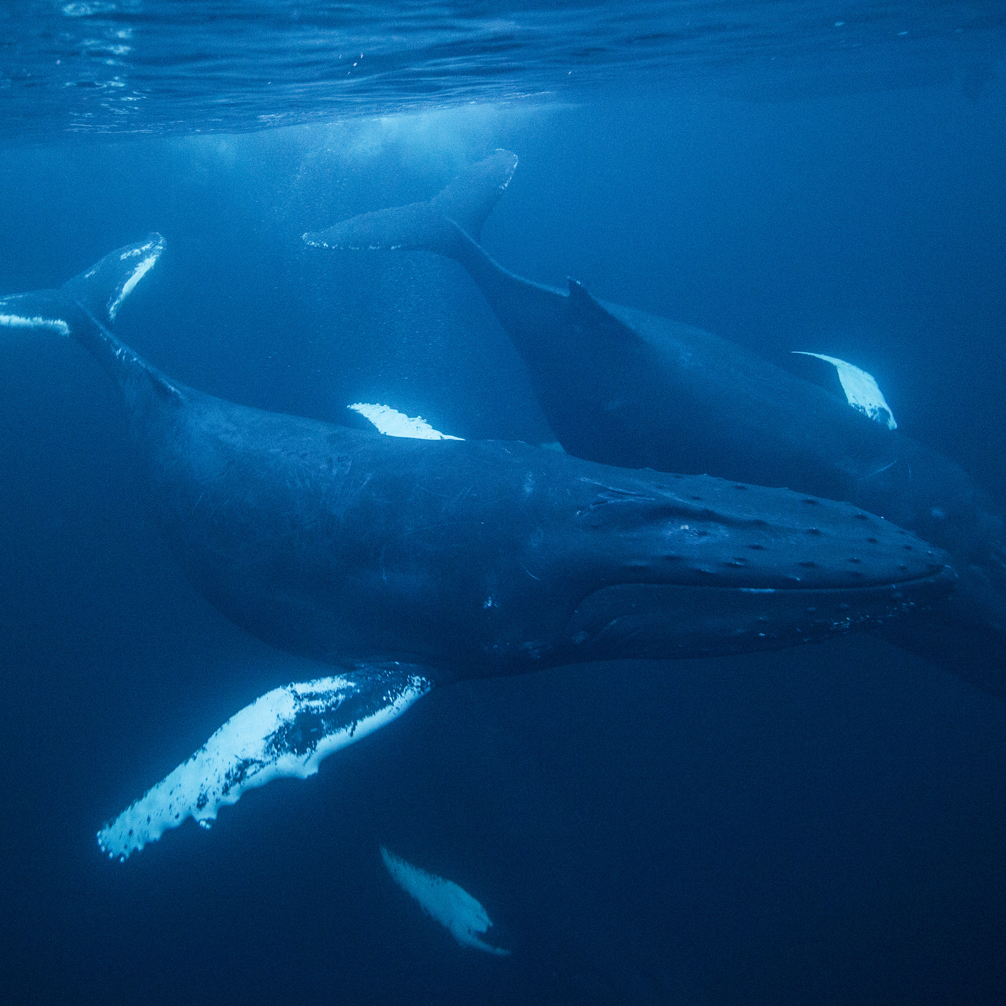 Humpback Whale | National Geographic