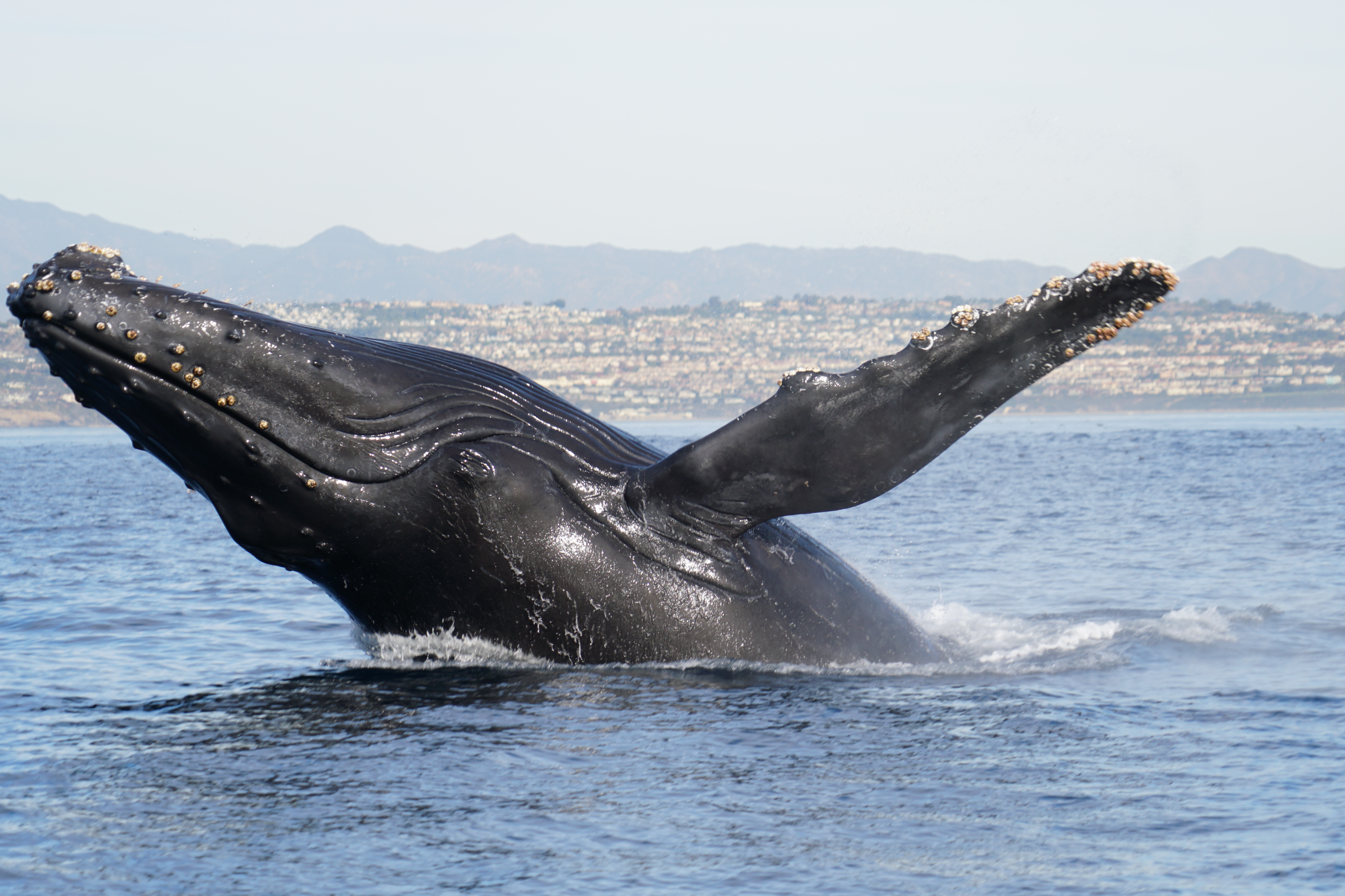 Humpback Whale Bonanza! - Captain Nick's-East Meets West Excursions