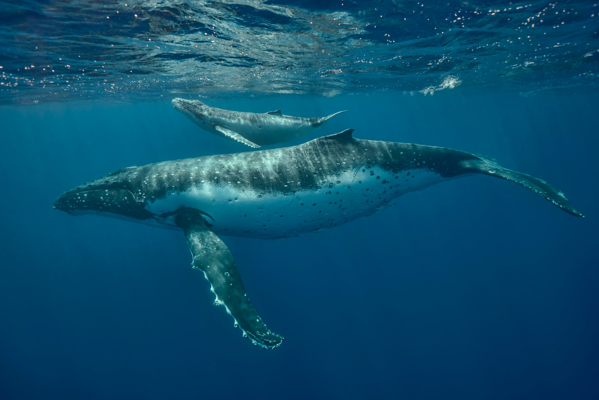 Photographing the Humpback Whales of Tonga - Photography Life