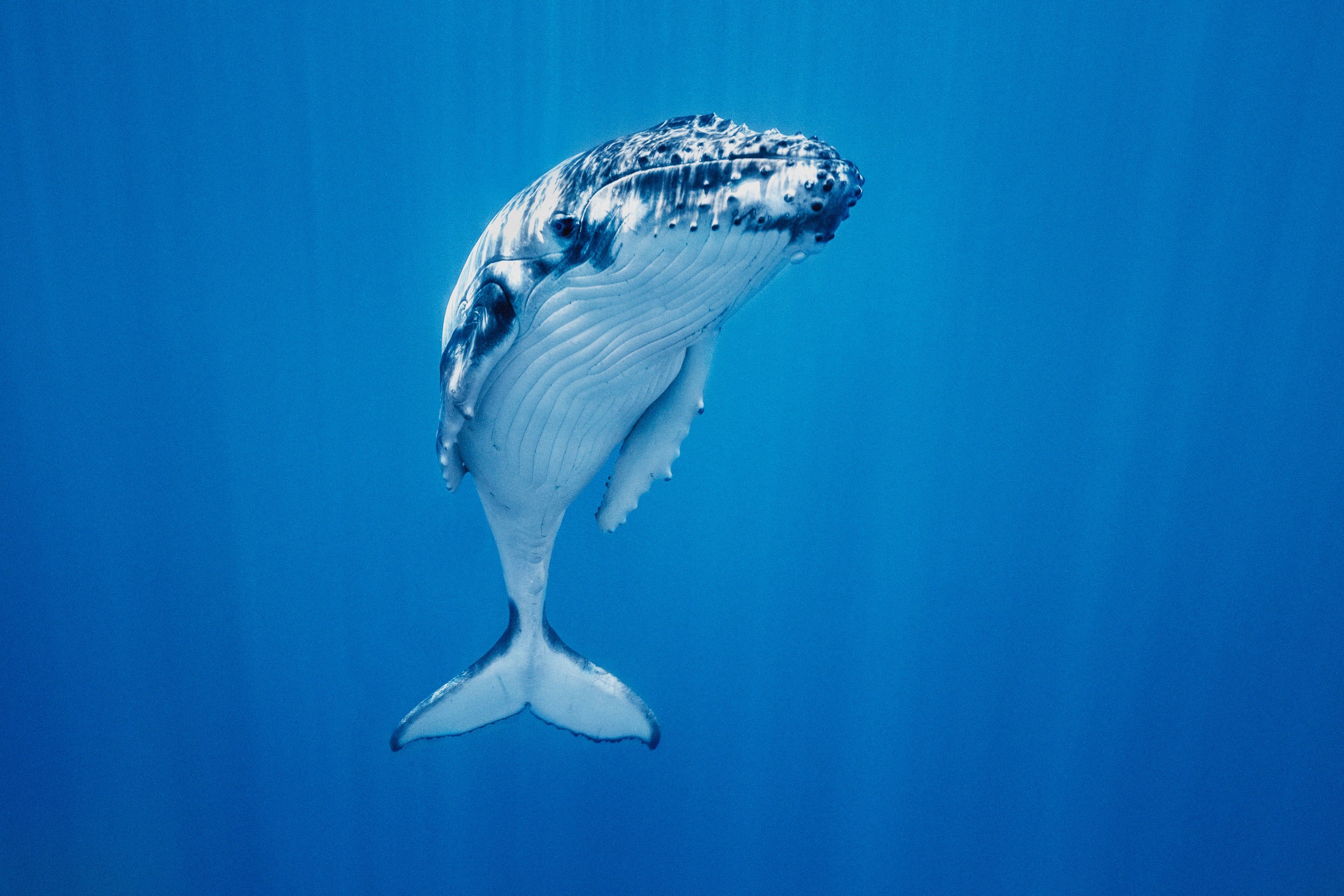 Dive Into the Serene, Magical World of the Humpback Whale | WIRED