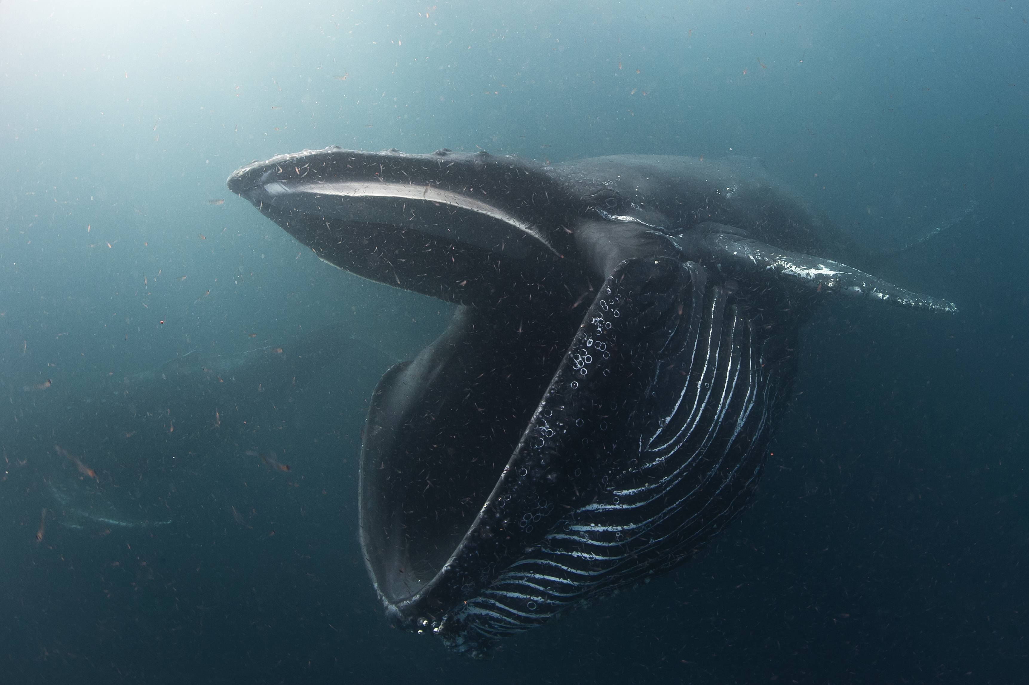 Humpback whale feeding on krill [3445 x 2296] : thalassophobia