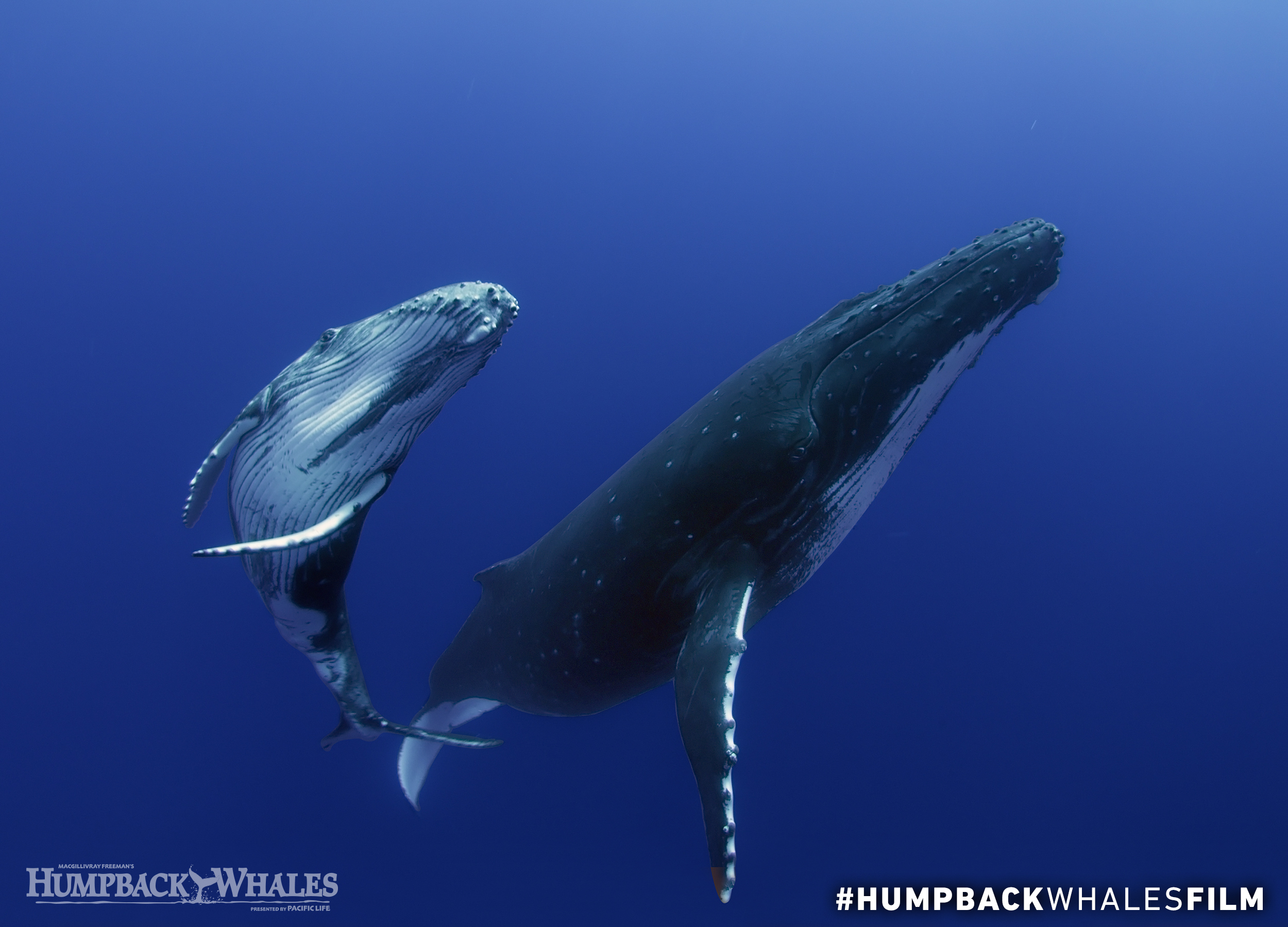 Humpback Whales: The Song Heard Round the World | One World One Ocean