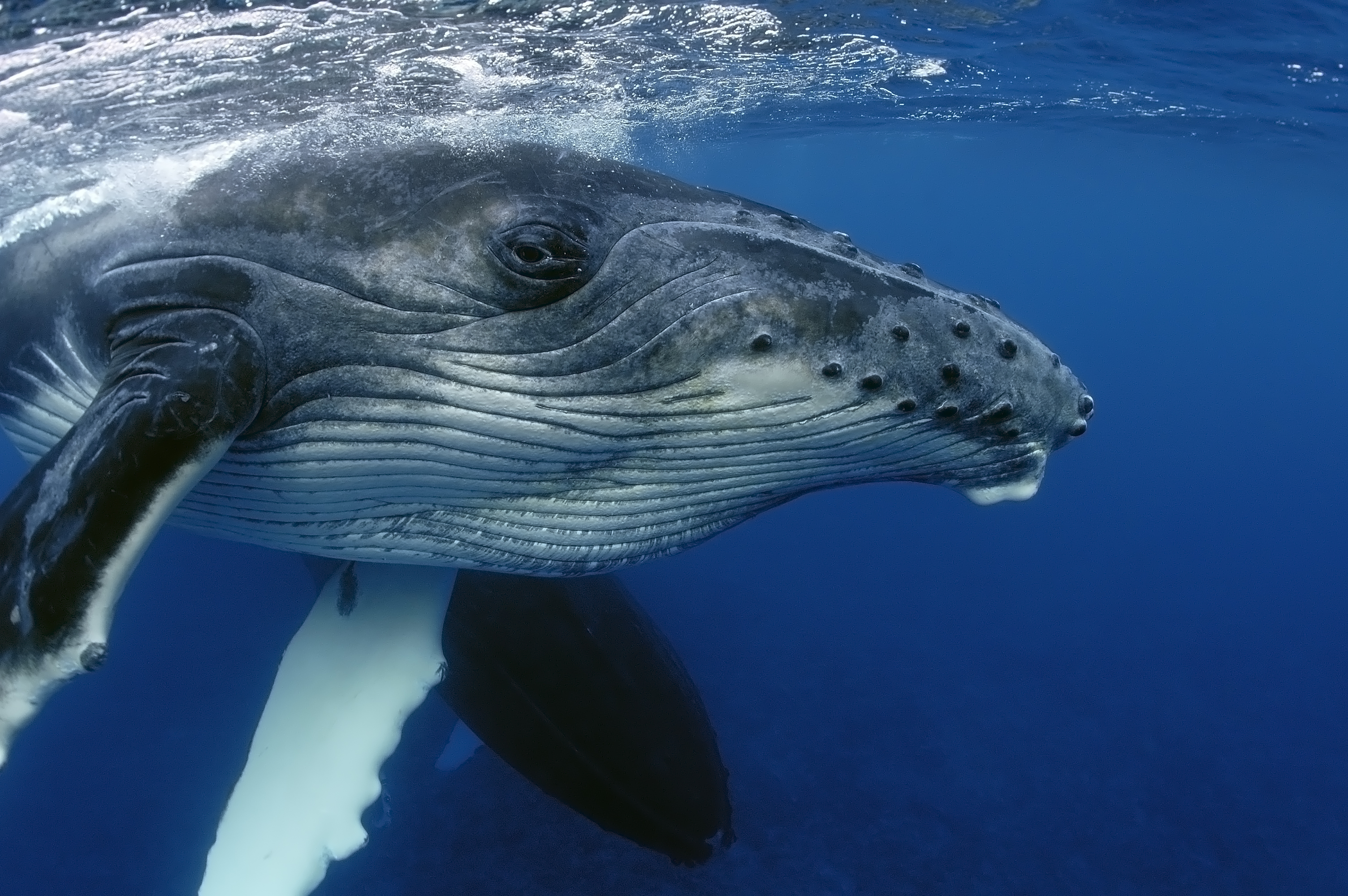 Scientists have never heard humpback whales noises like this before ...