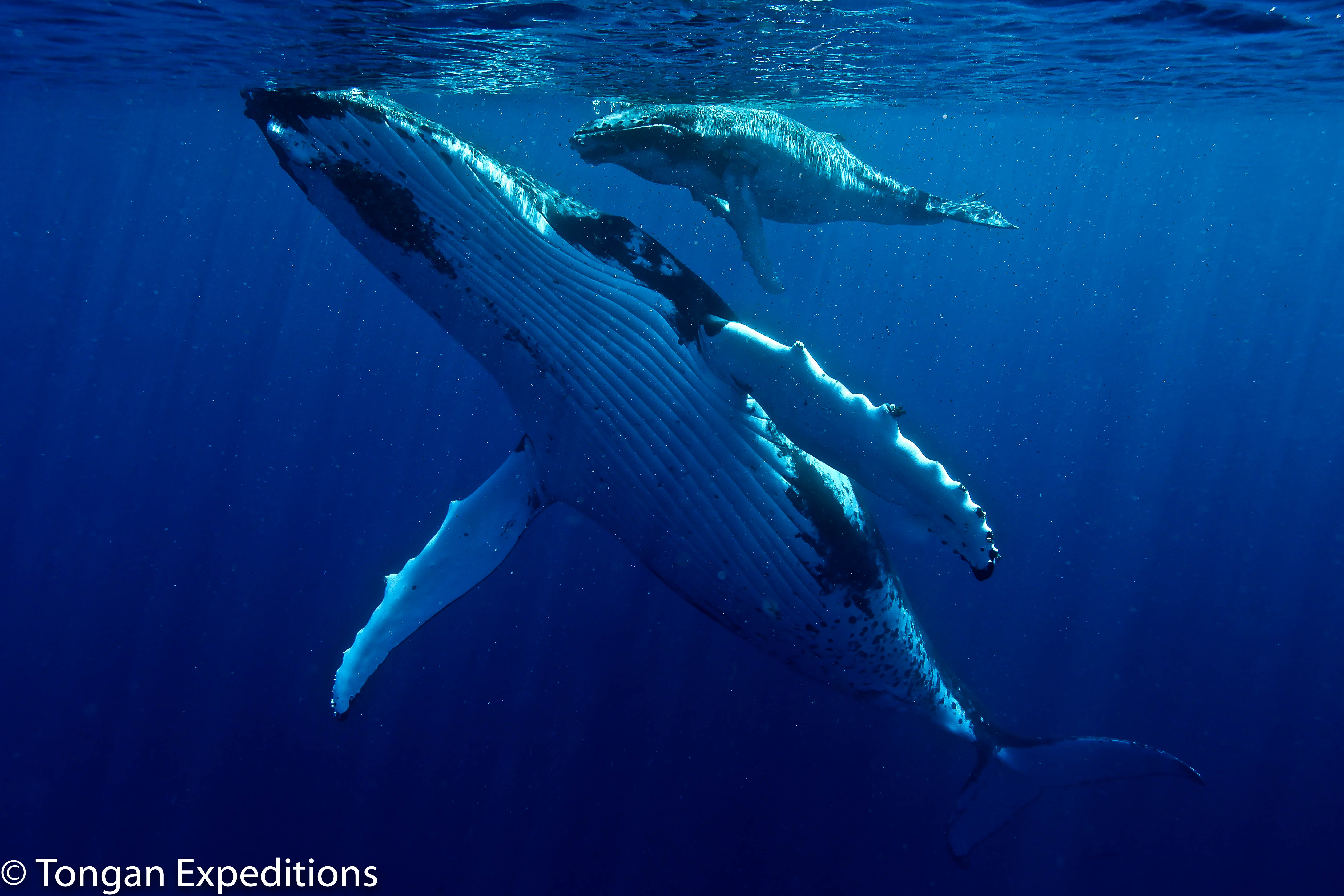 Swim with Whales in Tonga | Tongan Expeditions