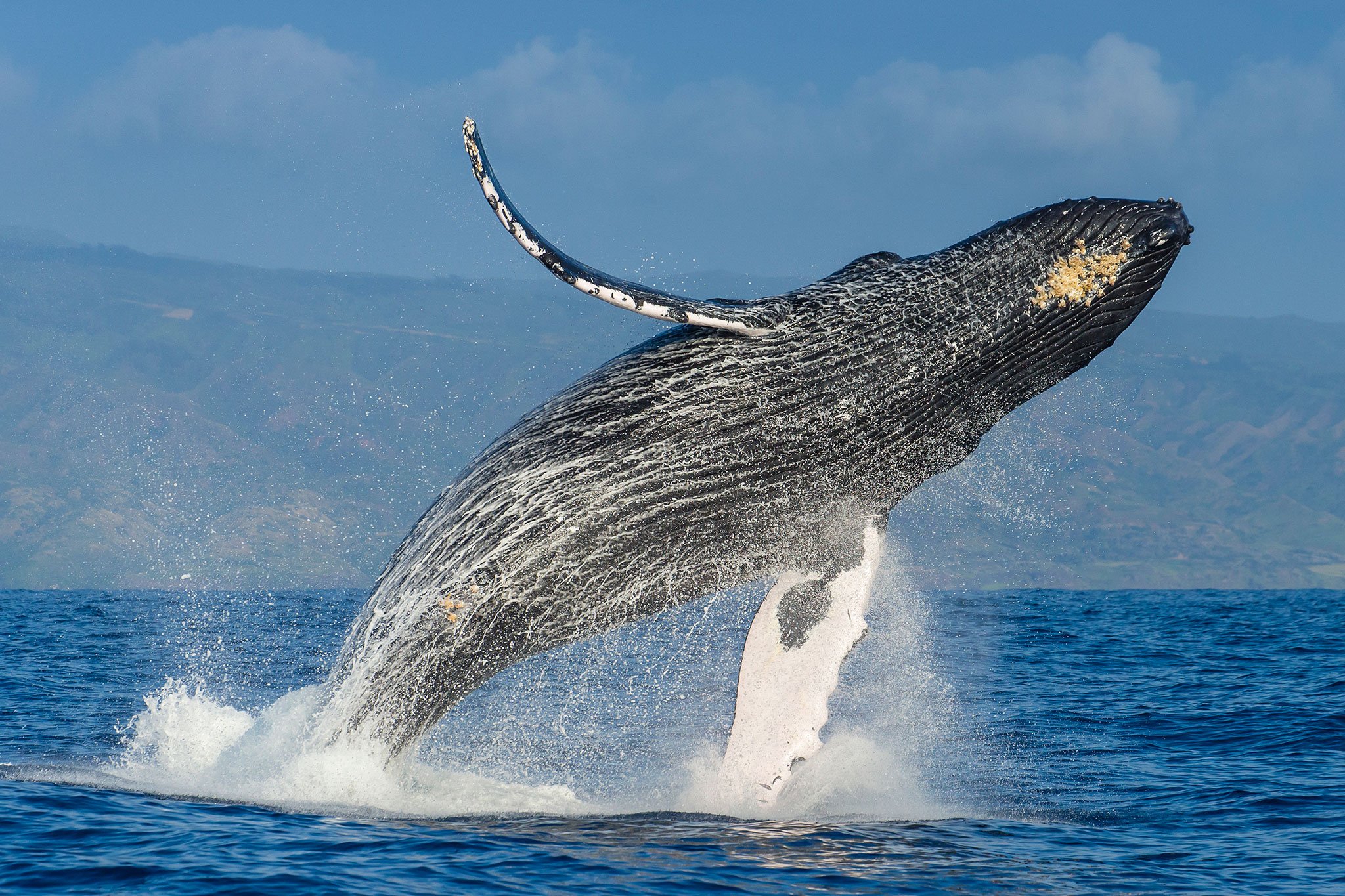 The Plan to Save the Humpback Whales—and How It Succeeded