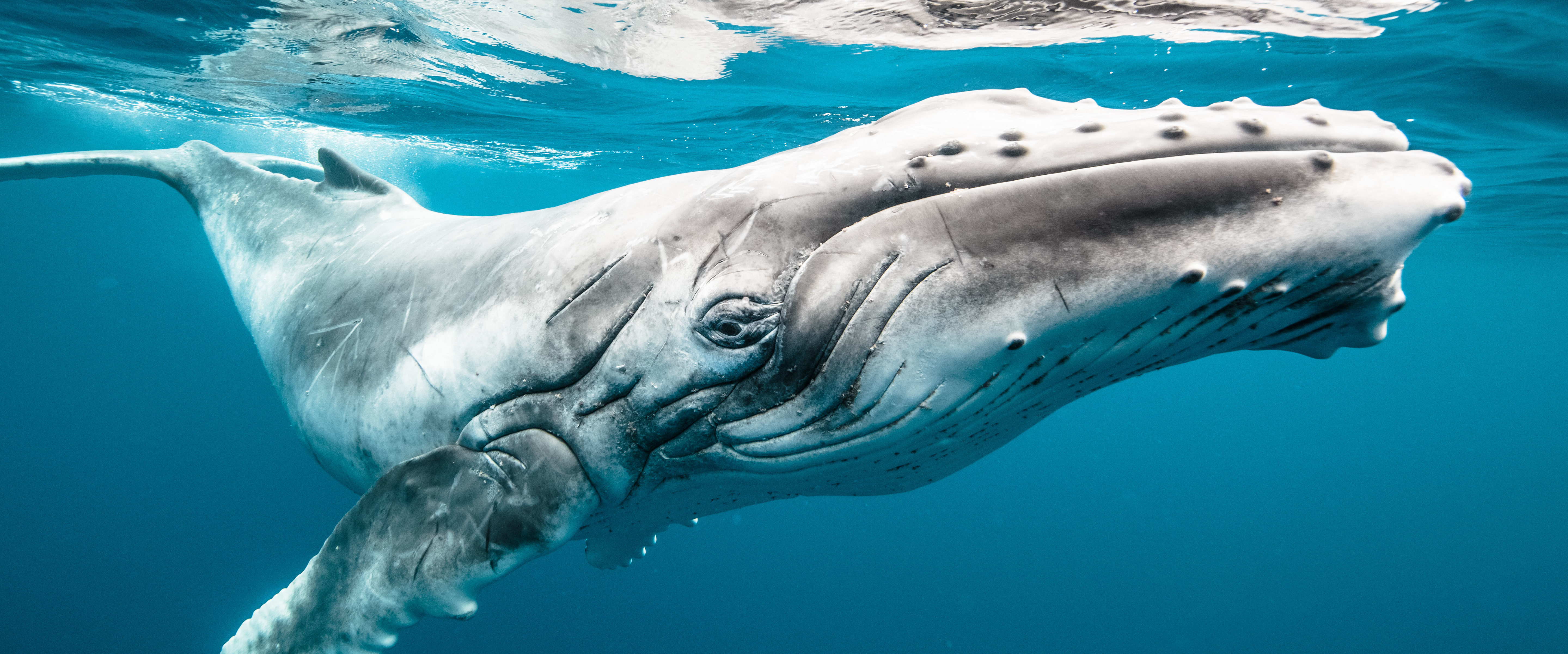 Ever dream of swimming with humpback whales? Now you can ...