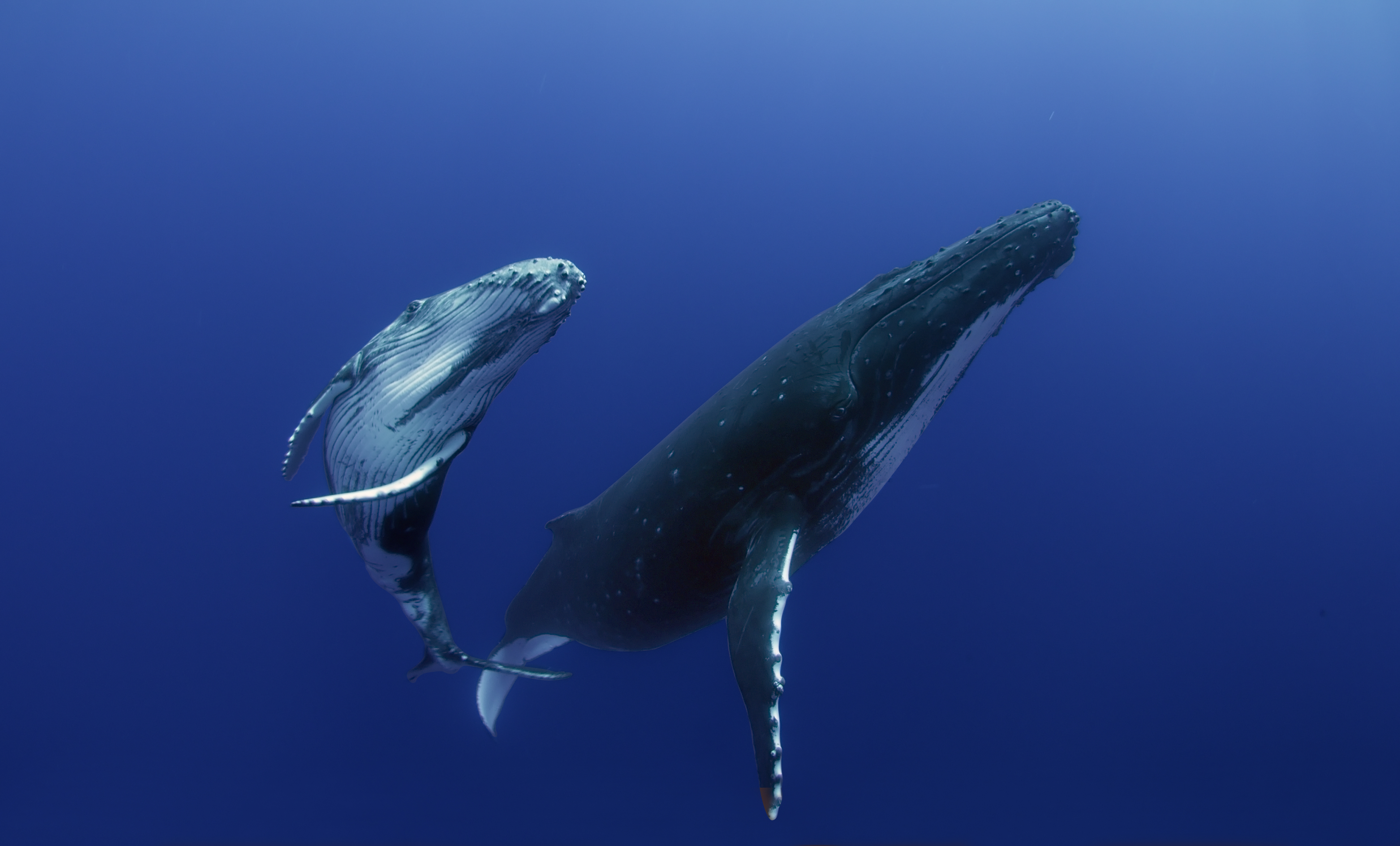 Whale Songs For Calm and Dreamy Sleep - Improvised Life