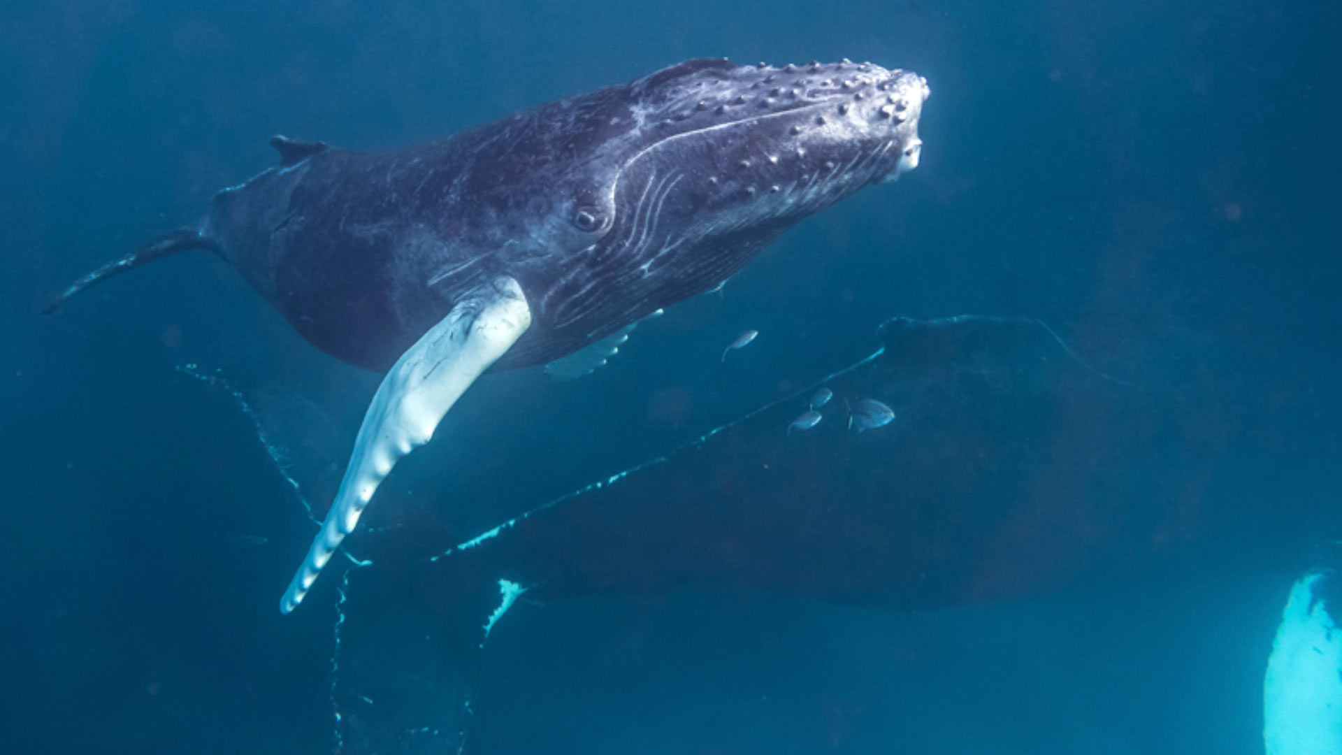 Song Cultures of Humpback Whales Give Insight into Evolutionary ...