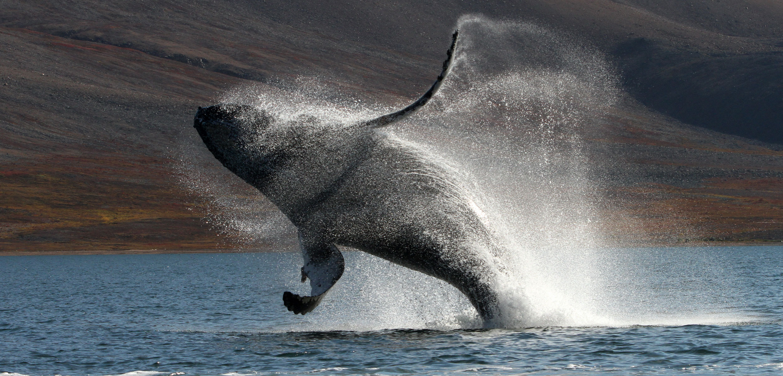 Humpback Whales May Have a Secret Hideout | Hakai Magazine
