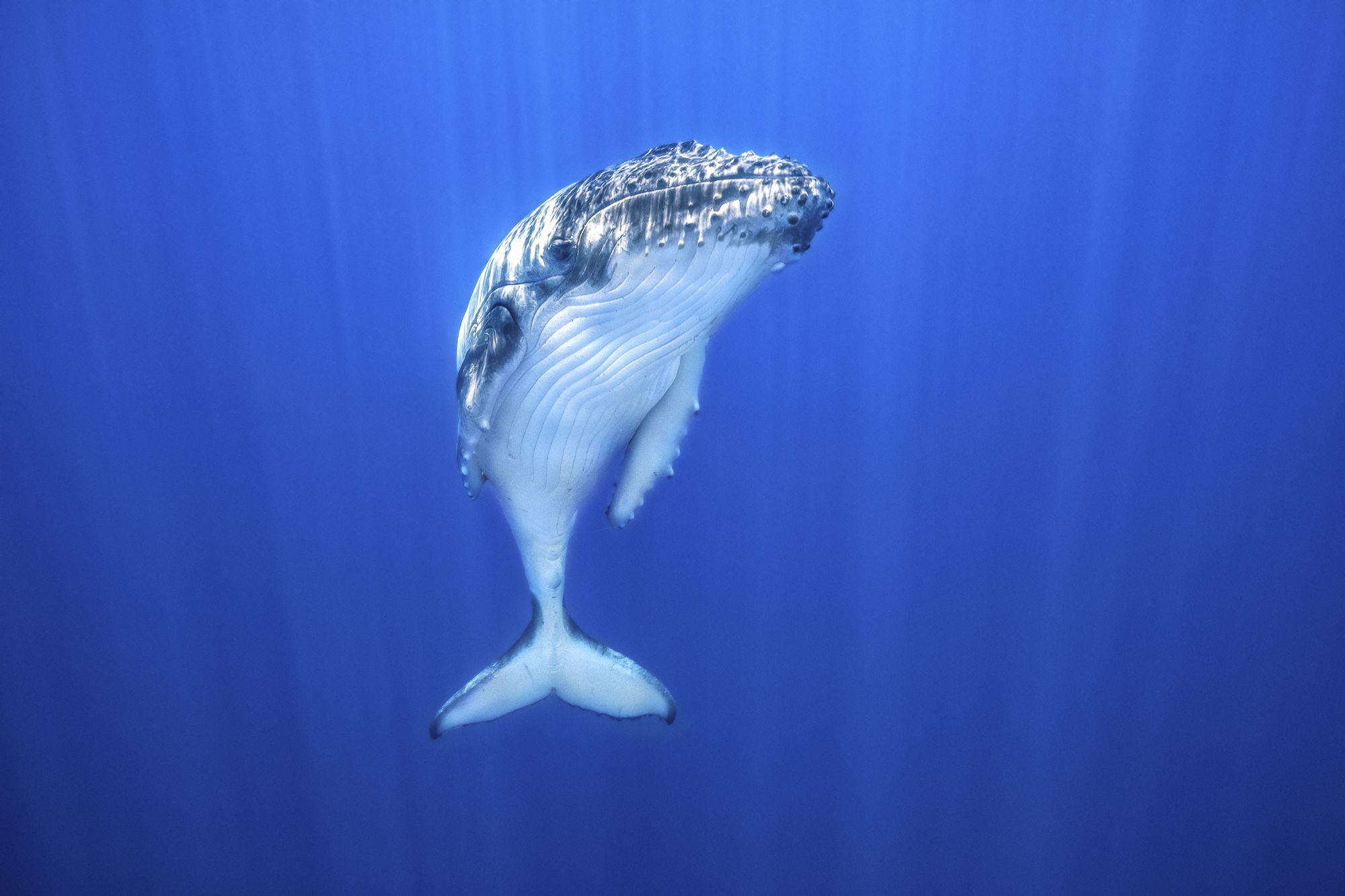 Humpback Whale Image | National Geographic Your Shot Photo of the Day