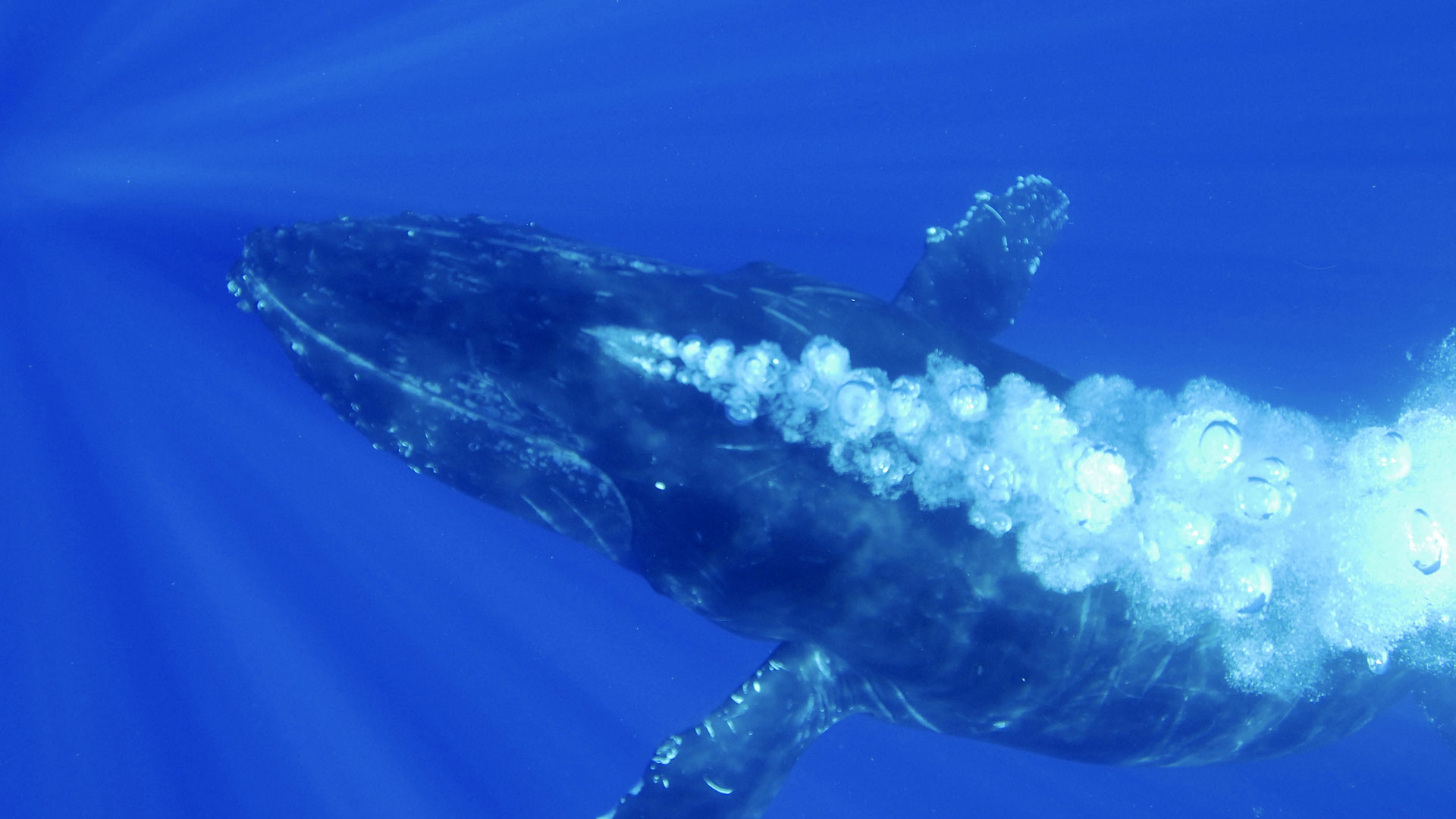 Humpback Whales | About | Nature | PBS
