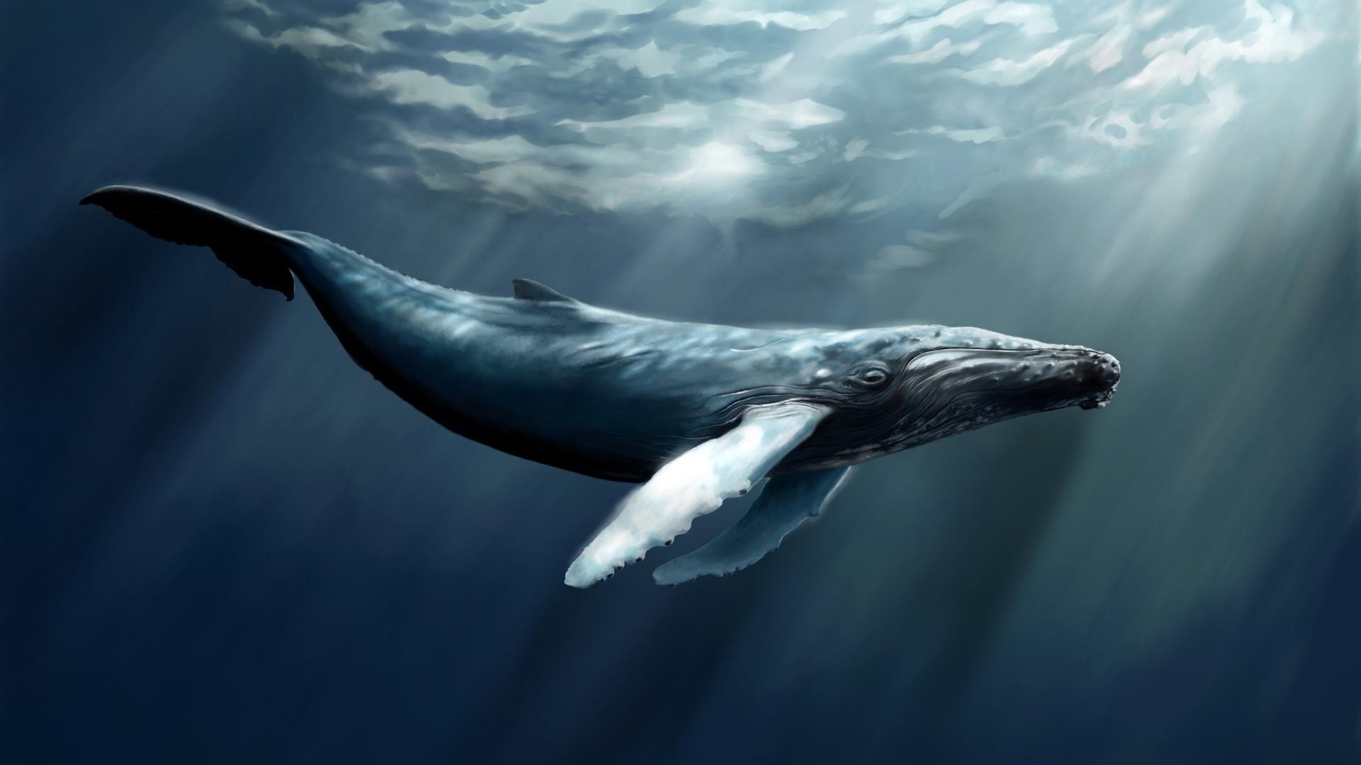 Humpback Whale Graphics Wallpaper | Wallpaper Studio 10 | Tens of ...
