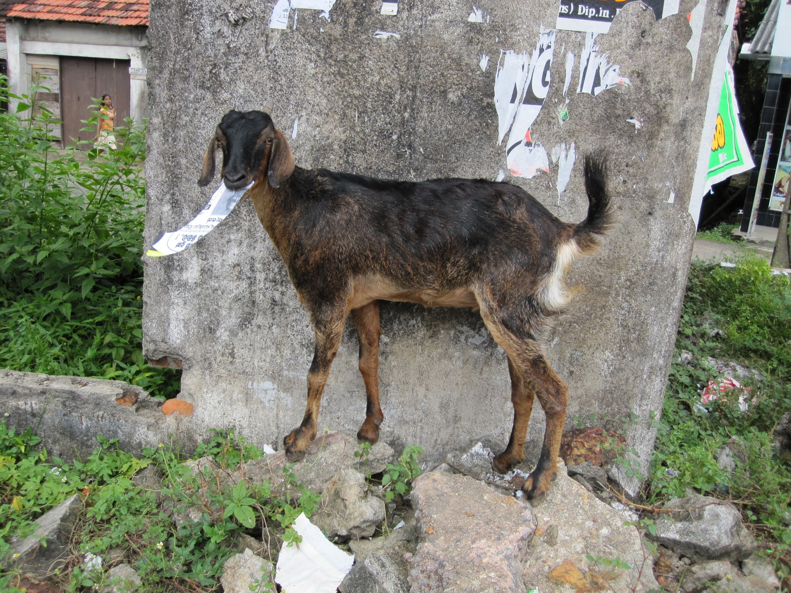 Sri Lanka is fun, part 1: Hungry goat