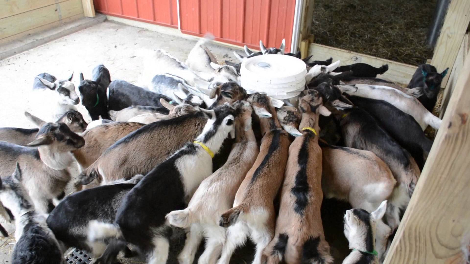 Hungry goats photo